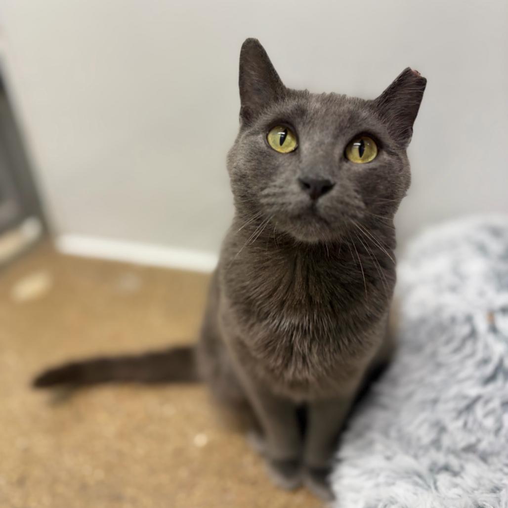Unni, a Adoptable Domestic Short Hair in Skokie, IL image 4/6