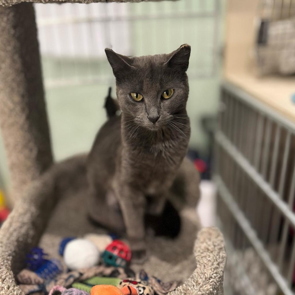 Unni, a Adoptable Domestic Short Hair in Skokie, IL image 5/6