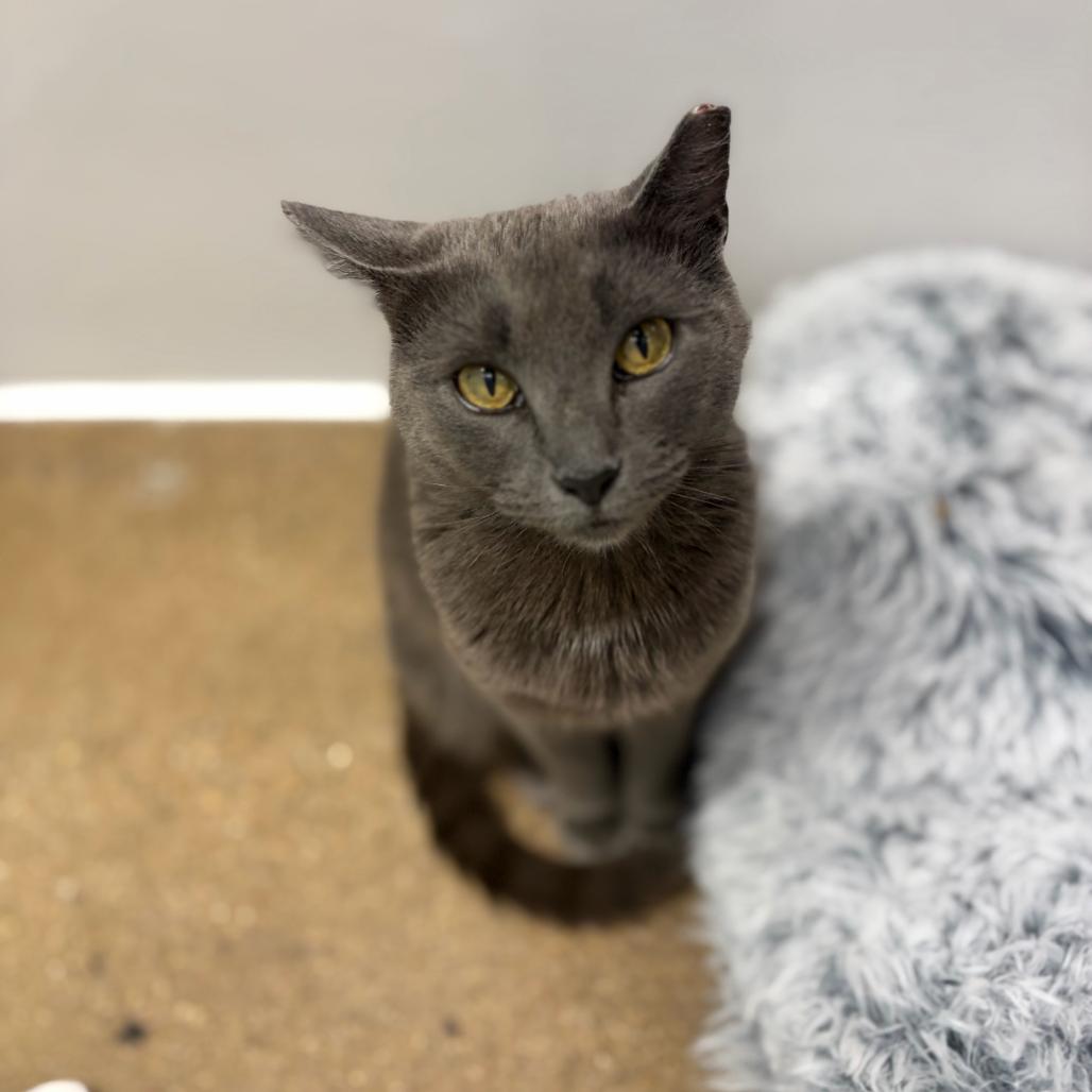 Unni, a Adoptable Domestic Short Hair in Skokie, IL image 6/6