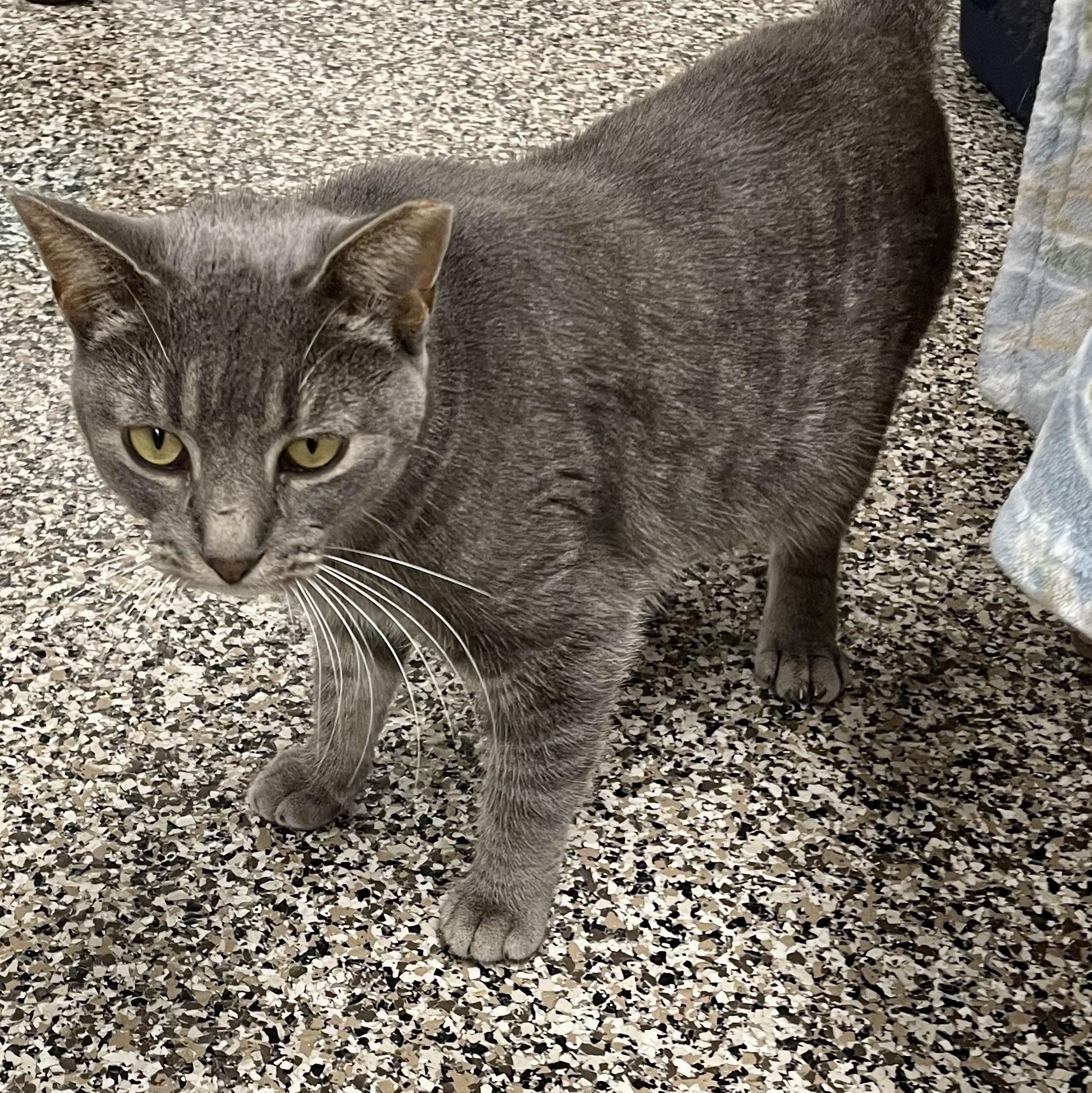 Enlarge Apollo, a Adoptable Domestic Short Hair in Fernandina Beach, FL image 5/5