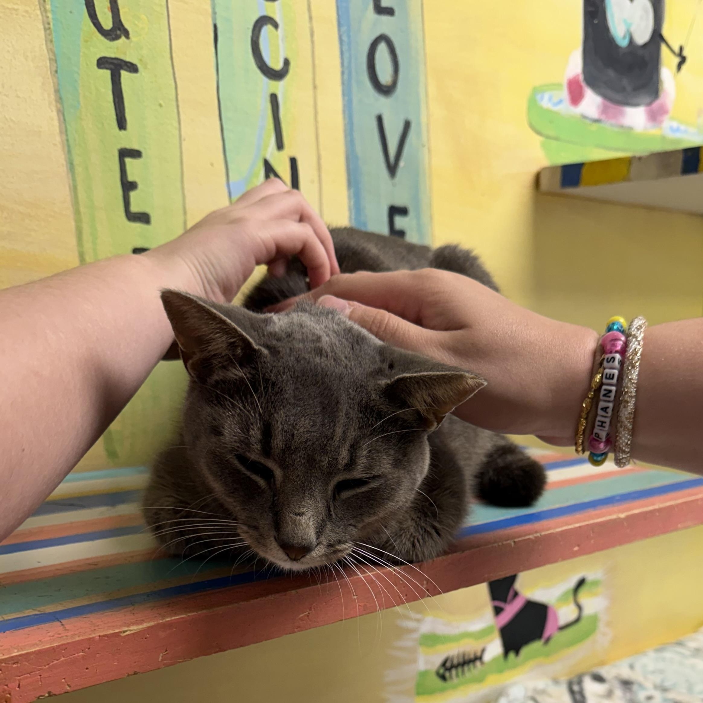 Enlarge Apollo, a Adoptable Domestic Short Hair in Fernandina Beach, FL image 2/5