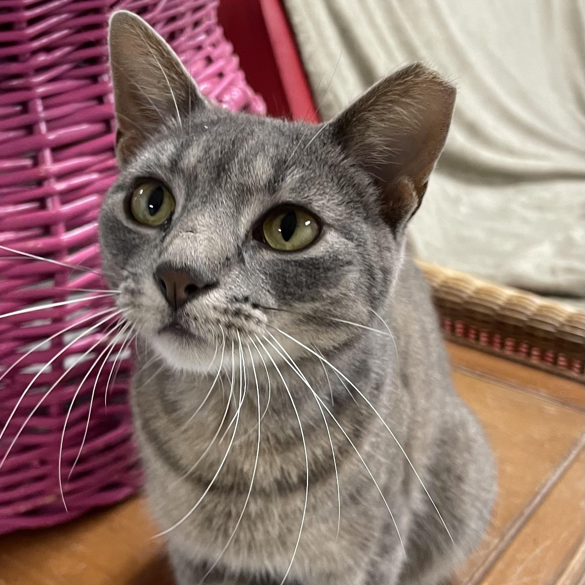 Enlarge Apollo, a Adoptable Domestic Short Hair in Fernandina Beach, FL image 2/5
