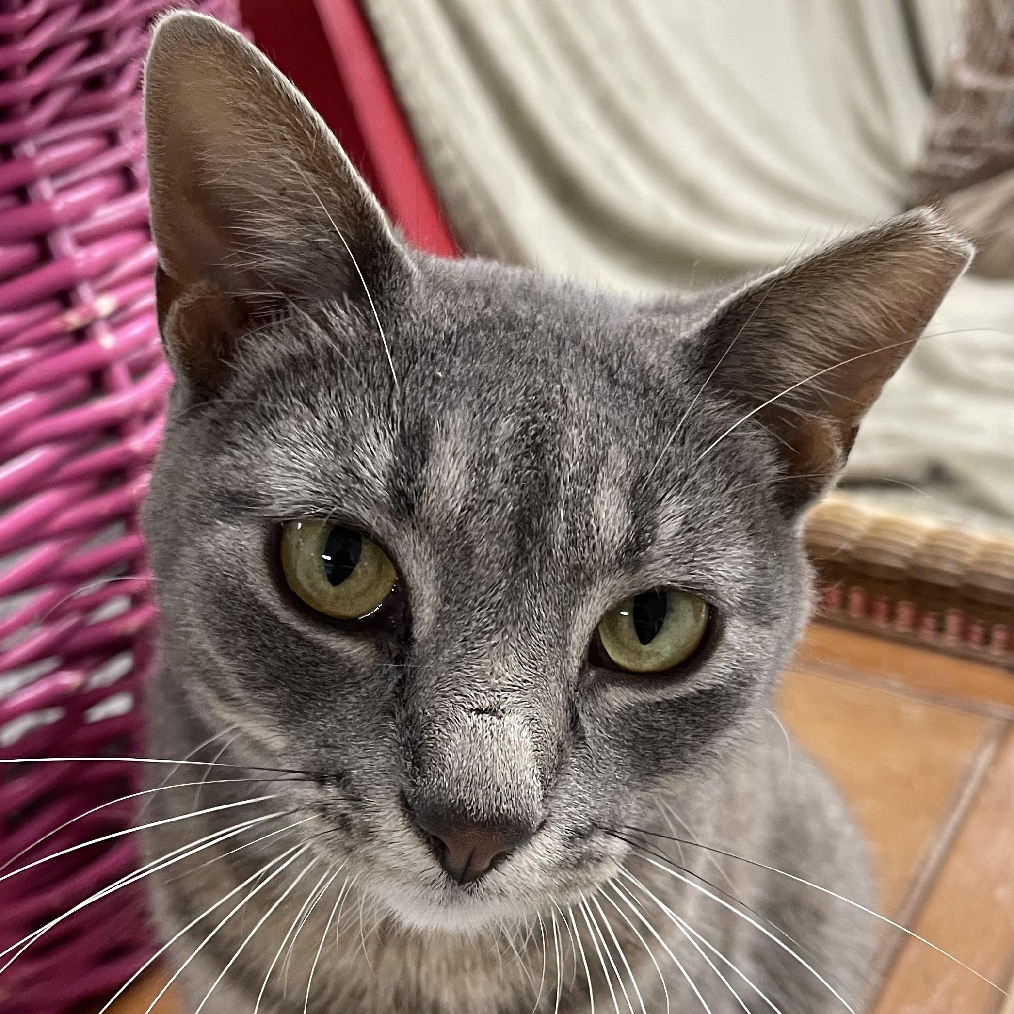 Apollo, Adult Female Domestic Short Hair