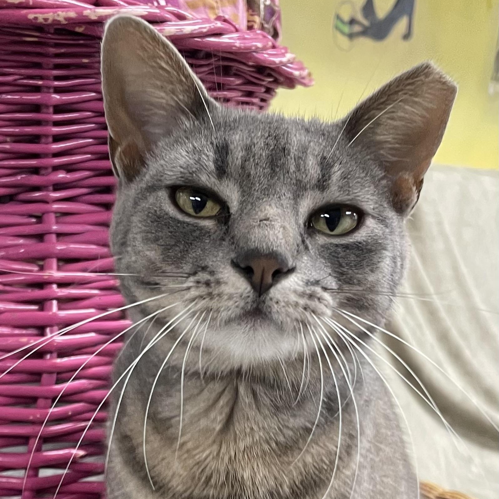 Apollo, an adoptable Domestic Short Hair in Fernandina Beach, FL, 32035 | Photo Image 4