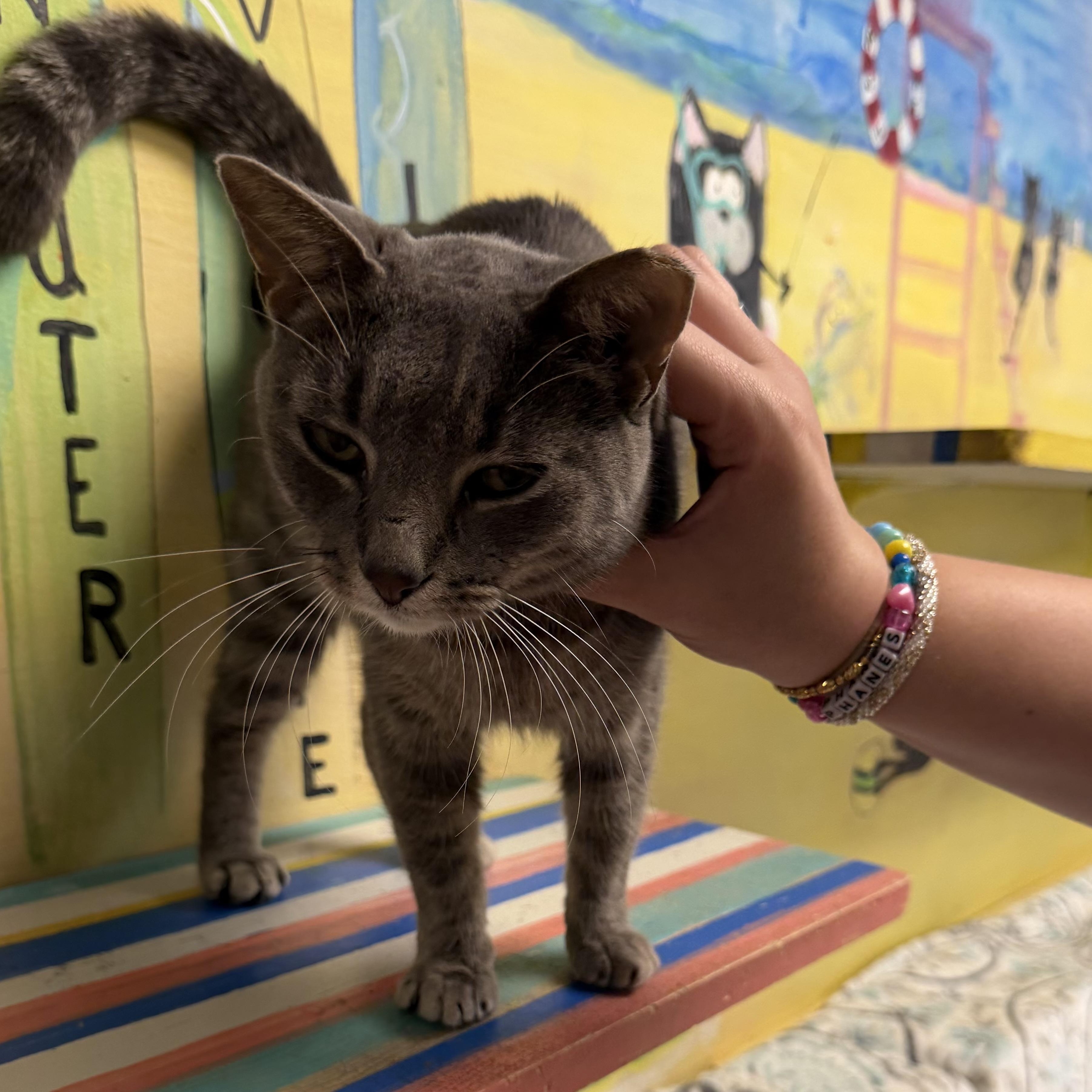 Apollo, Adoptable, Adult Female Domestic Short Hair.