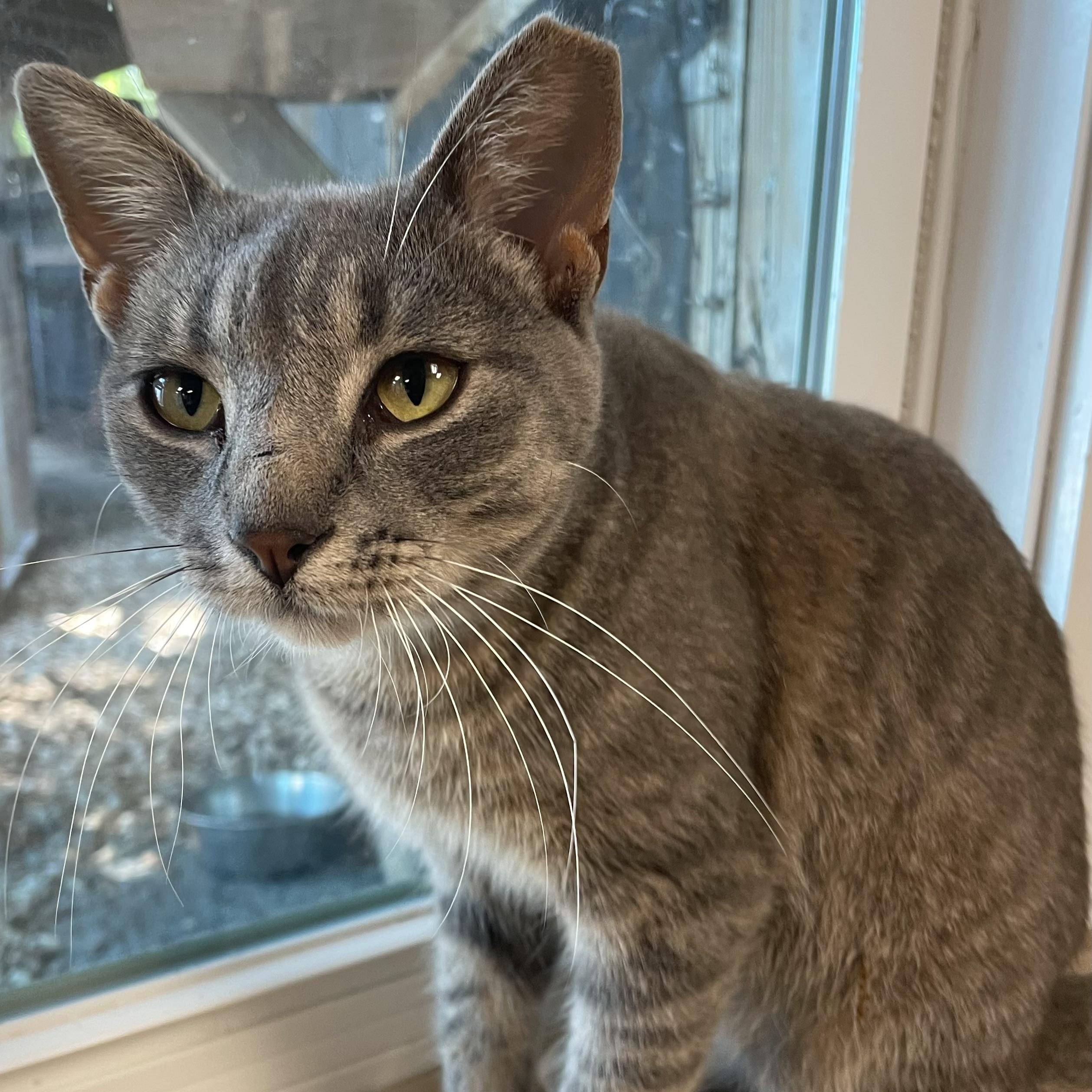 Enlarge Apollo, a Adoptable Domestic Short Hair in Fernandina Beach, FL image 3/5