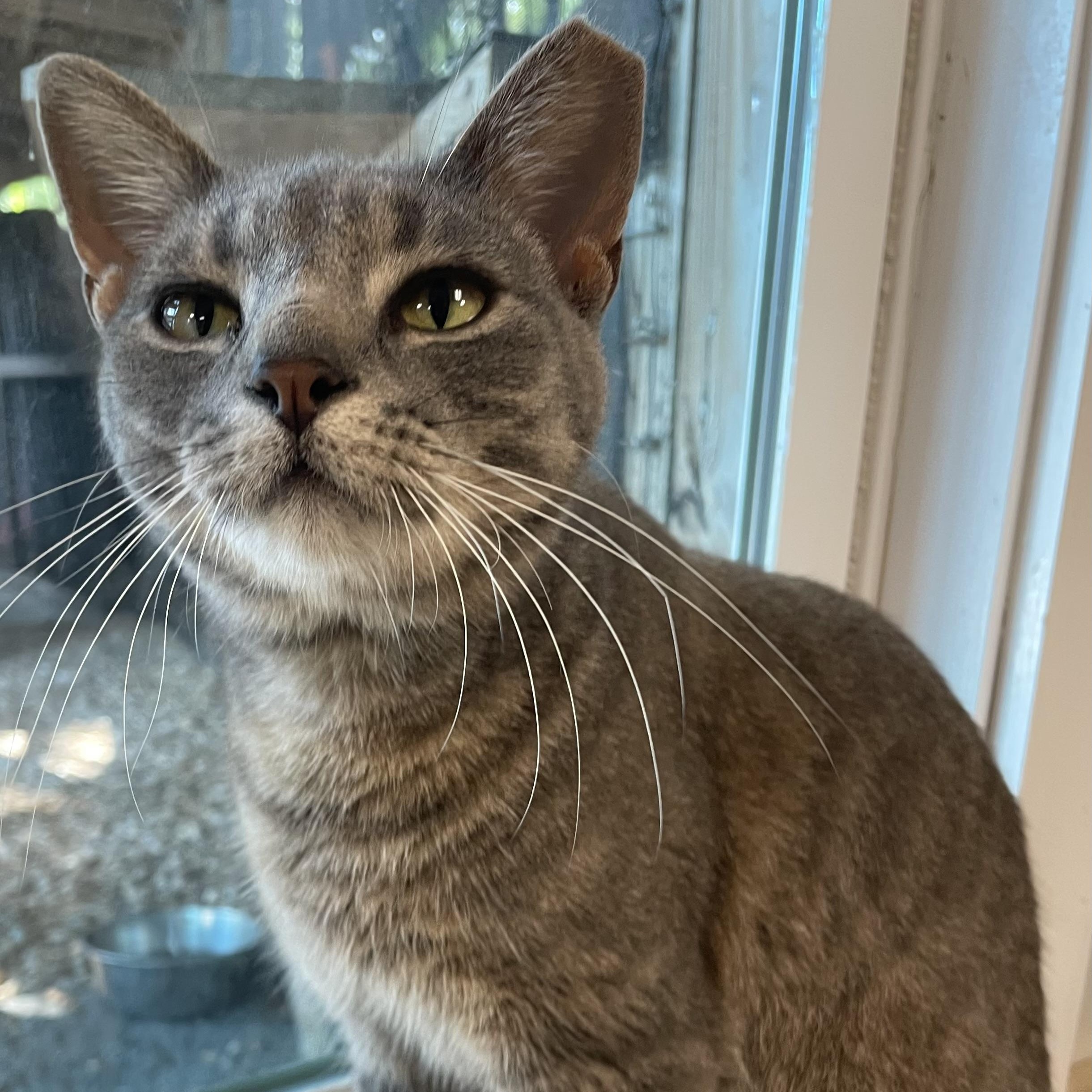 Apollo, an adoptable Domestic Short Hair in Fernandina Beach, FL, 32035 | Photo Image 5