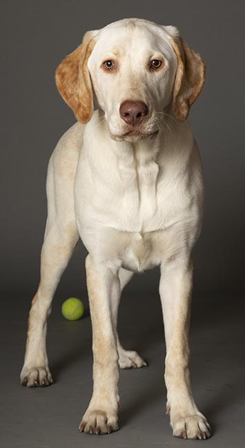 Enlarge Winnie, a ADOPTABLE Yellow Labrador Retriever in Chicago, IL image 3/6