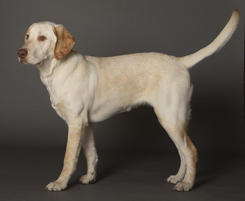Enlarge Winnie, a ADOPTABLE Yellow Labrador Retriever in Chicago, IL image 6/6