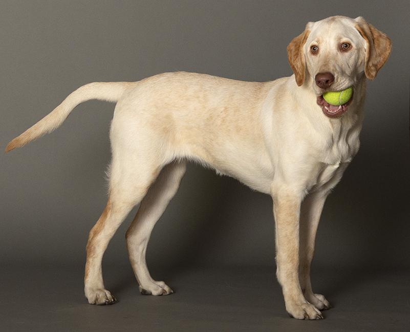 Enlarge Winnie, a ADOPTABLE Yellow Labrador Retriever in Chicago, IL image 5/6