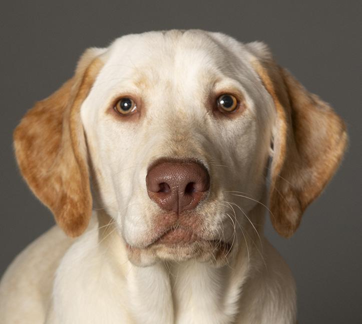 Winnie, ADOPTABLE, Young Female Yellow Labrador Retriever.