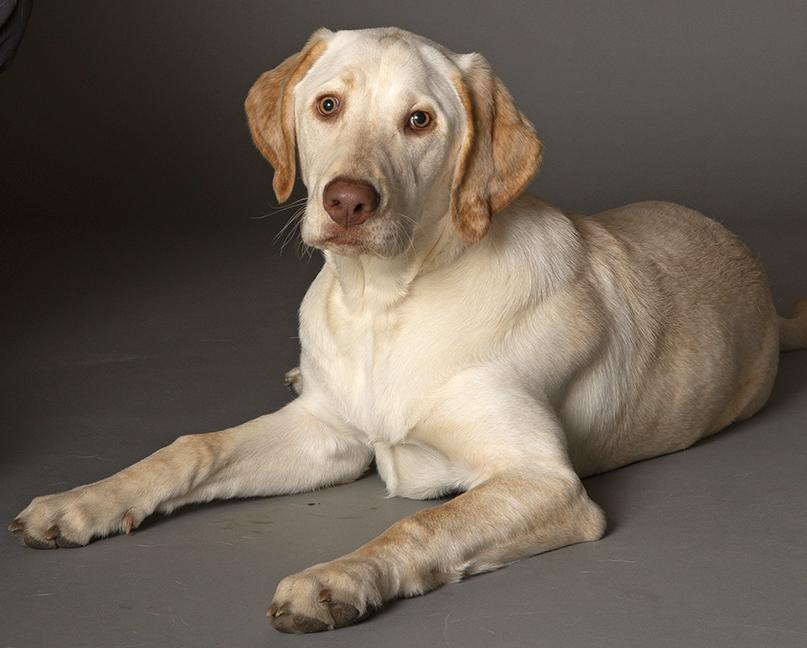 Enlarge Winnie, a ADOPTABLE Yellow Labrador Retriever in Chicago, IL image 2/6