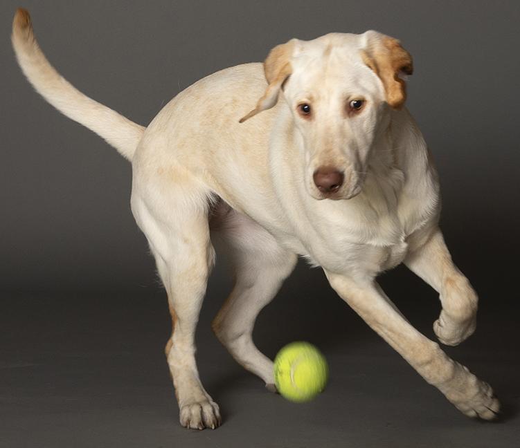 Enlarge Winnie, a ADOPTABLE Yellow Labrador Retriever in Chicago, IL image 4/6