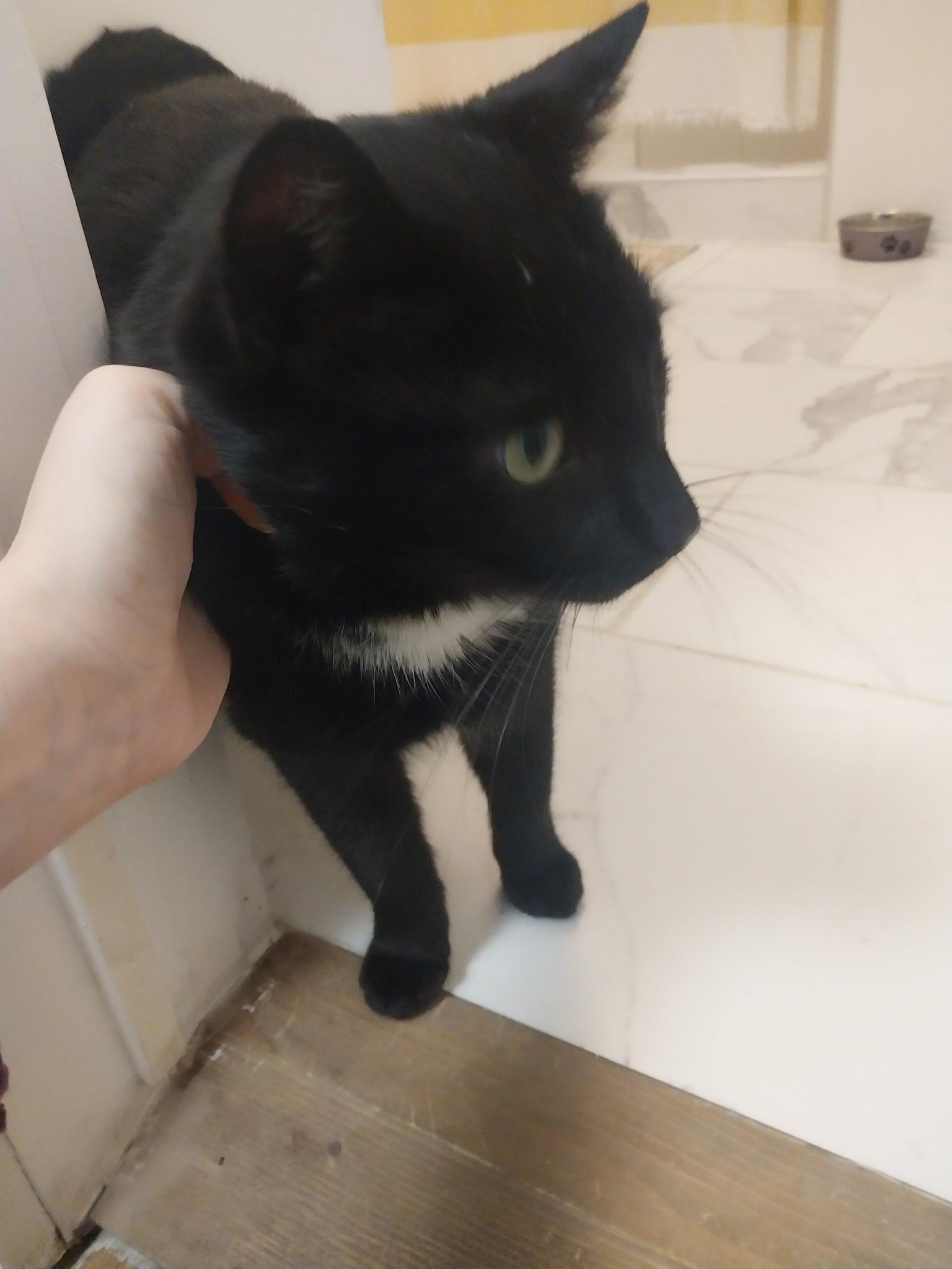 Lucifer, ADOPTABLE, Adult Male Domestic Short Hair.