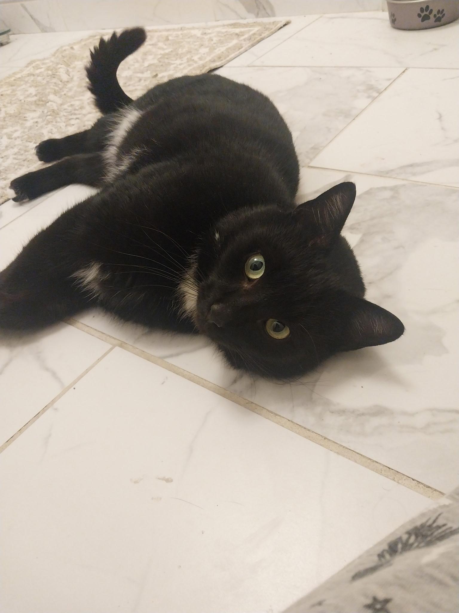 Lucifer, a ADOPTABLE Domestic Short Hair in Troy, NY image 2/4