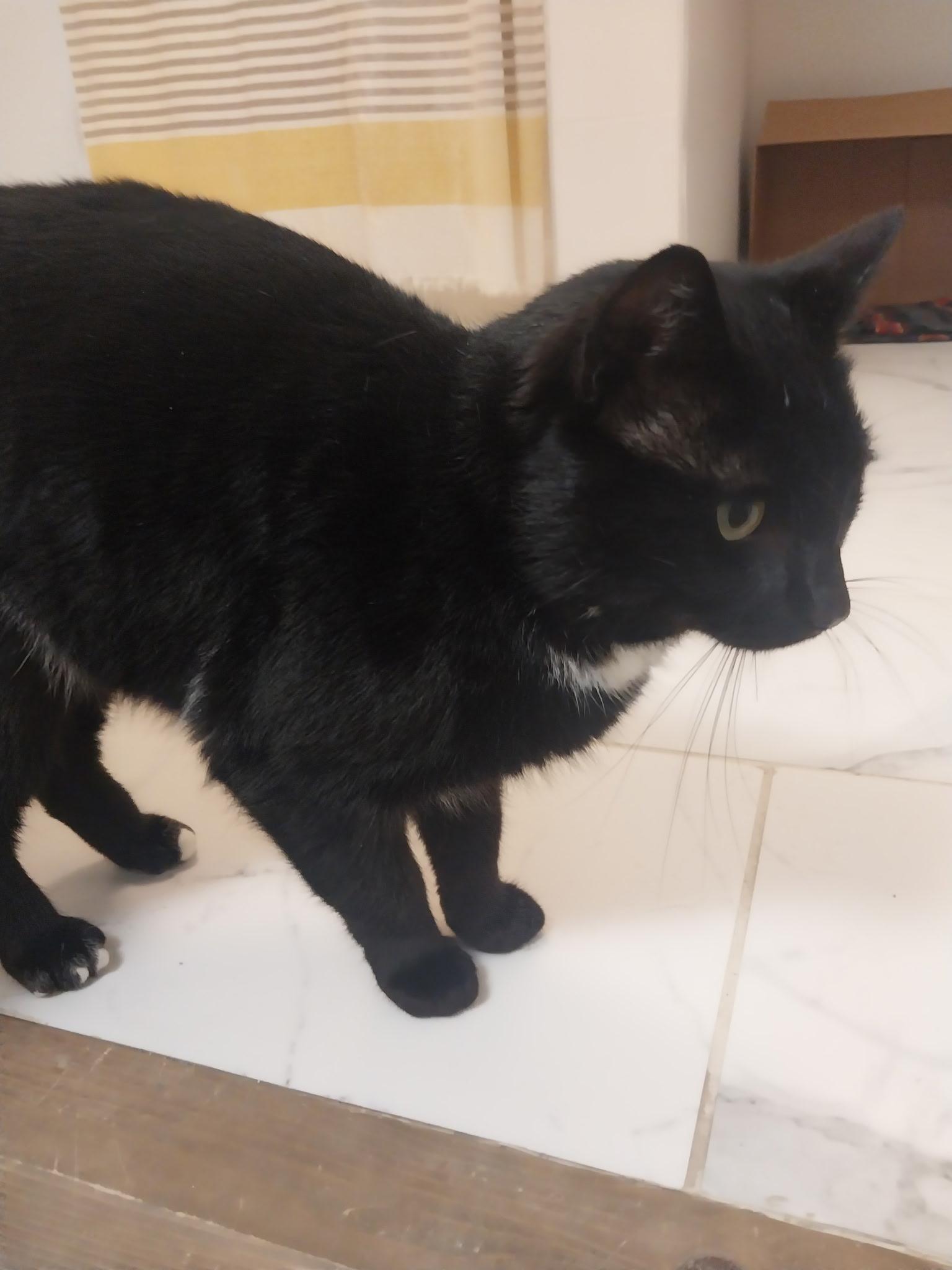 Lucifer, a ADOPTABLE Domestic Short Hair in Troy, NY image 3/4