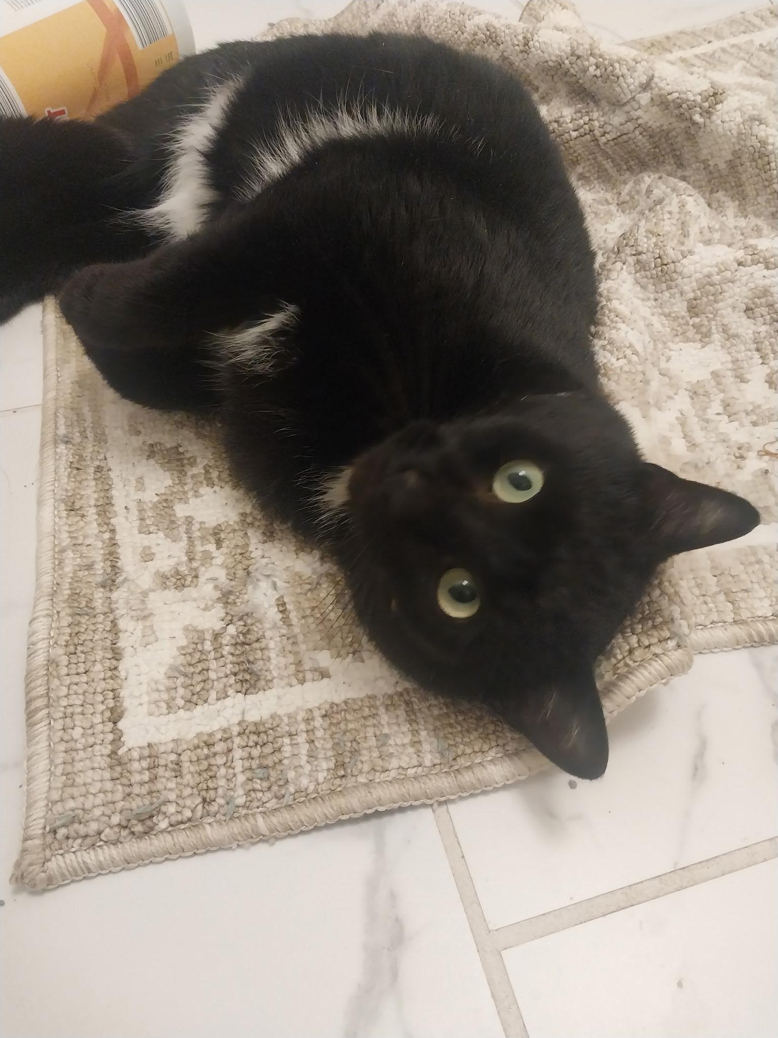 Lucifer, a ADOPTABLE Domestic Short Hair in Troy, NY image 4/4