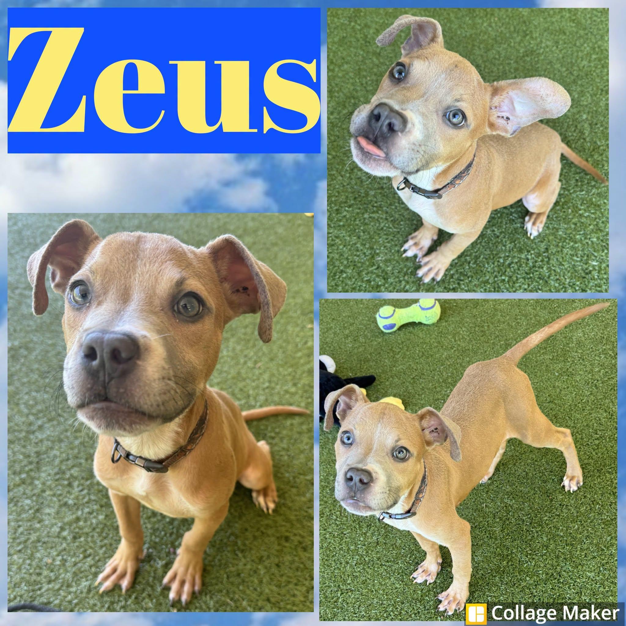 Zeus, ADOPTABLE, Young Male Terrier.