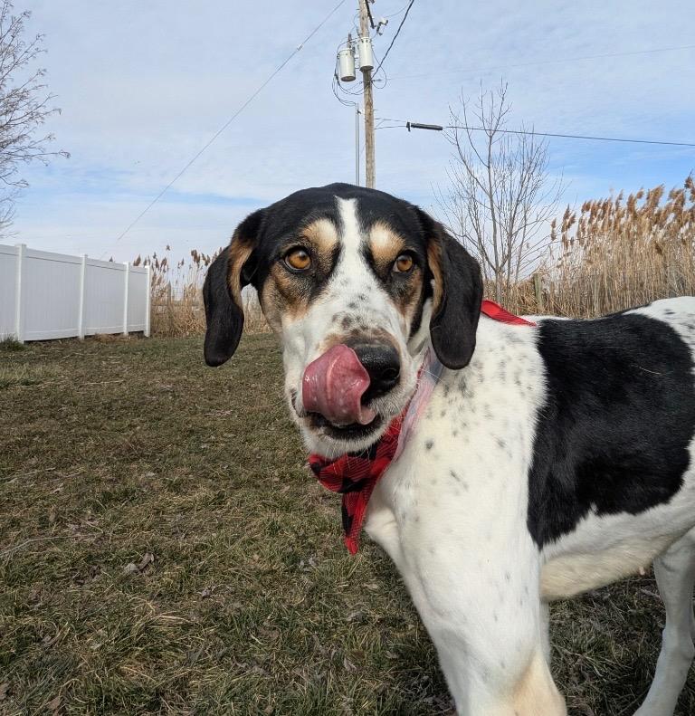 Walker, Adoptable, Adult Female Coonhound.