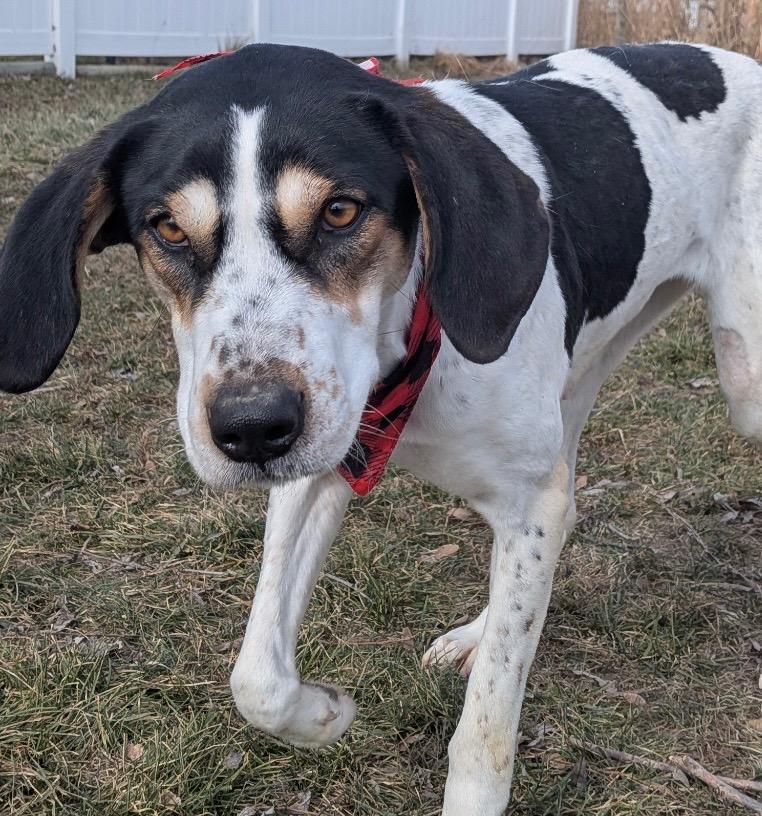 Enlarge Walker, a Adoptable Coonhound in Logan, UT image 2/3