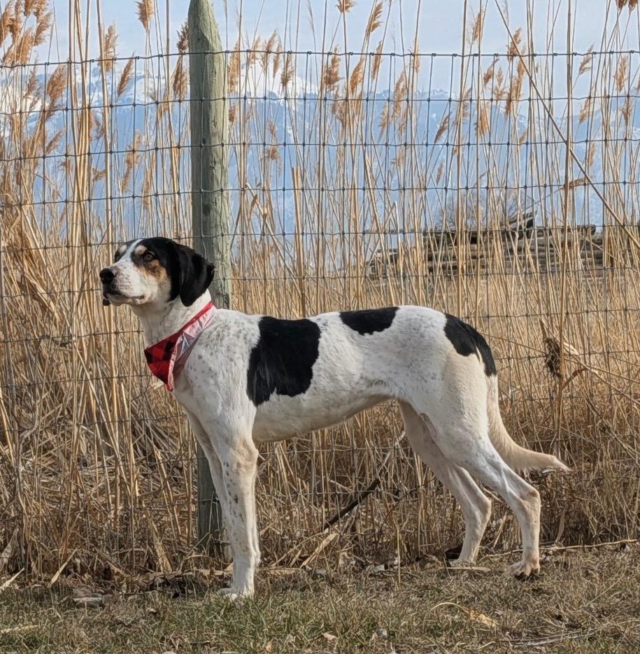 Enlarge Walker, a Adoptable Coonhound in Logan, UT image 3/3