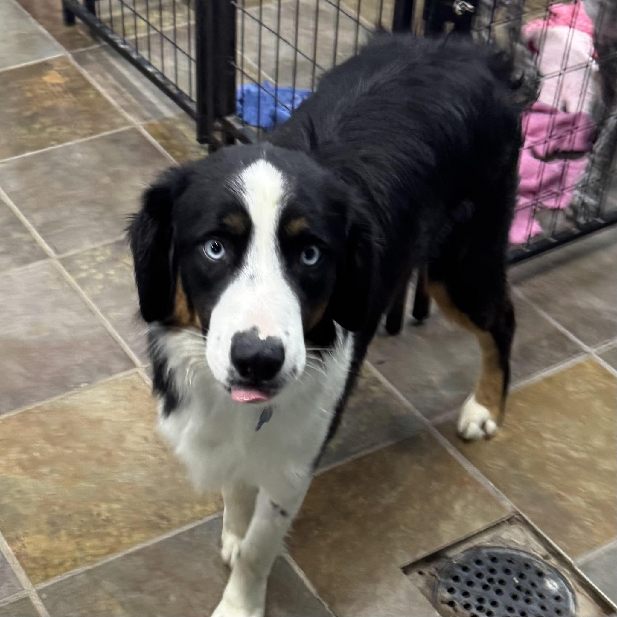 Finnegan, a Adoptable Australian Shepherd in Overland Park, KS image 3/6