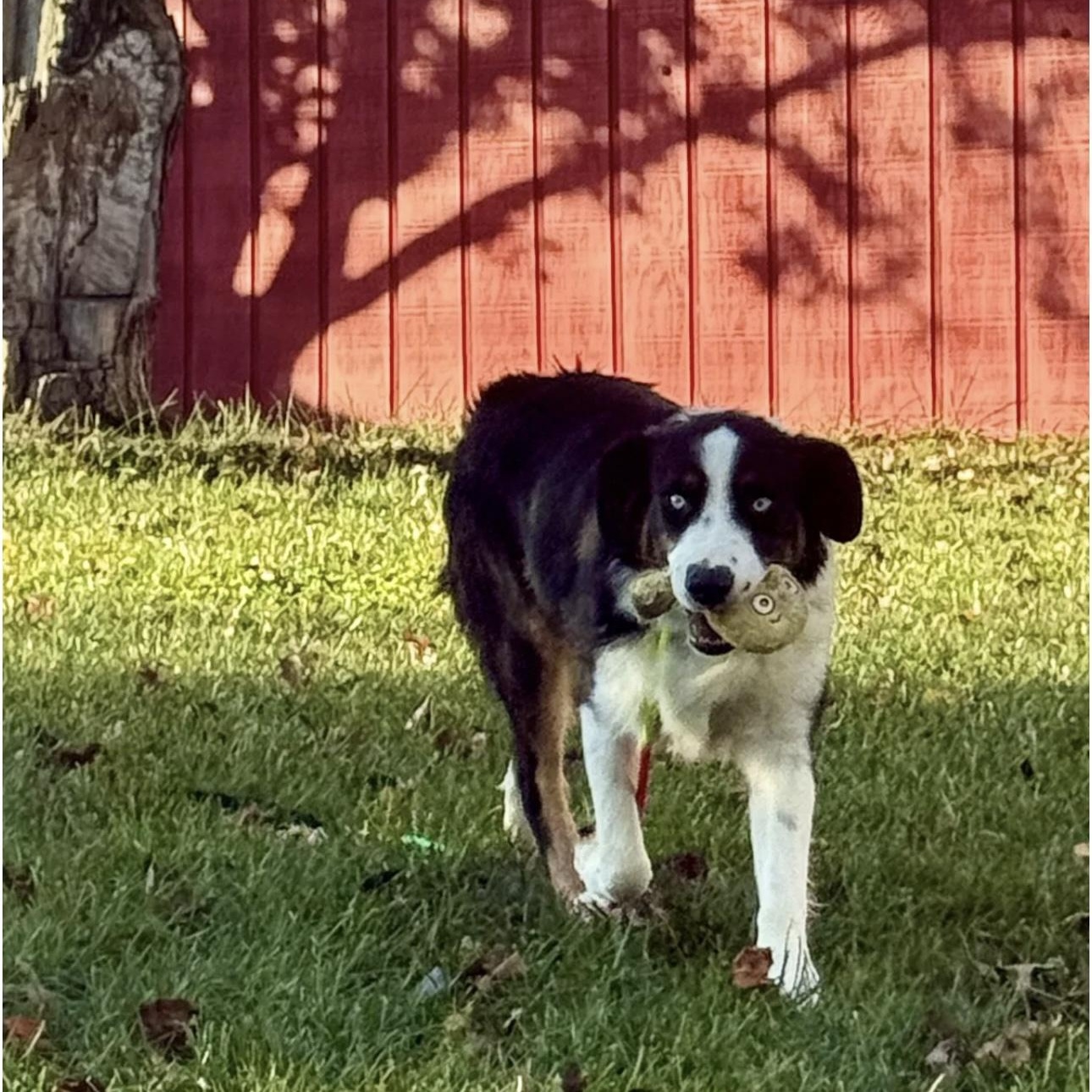Finnegan, Adoptable, Young Male Australian Shepherd.