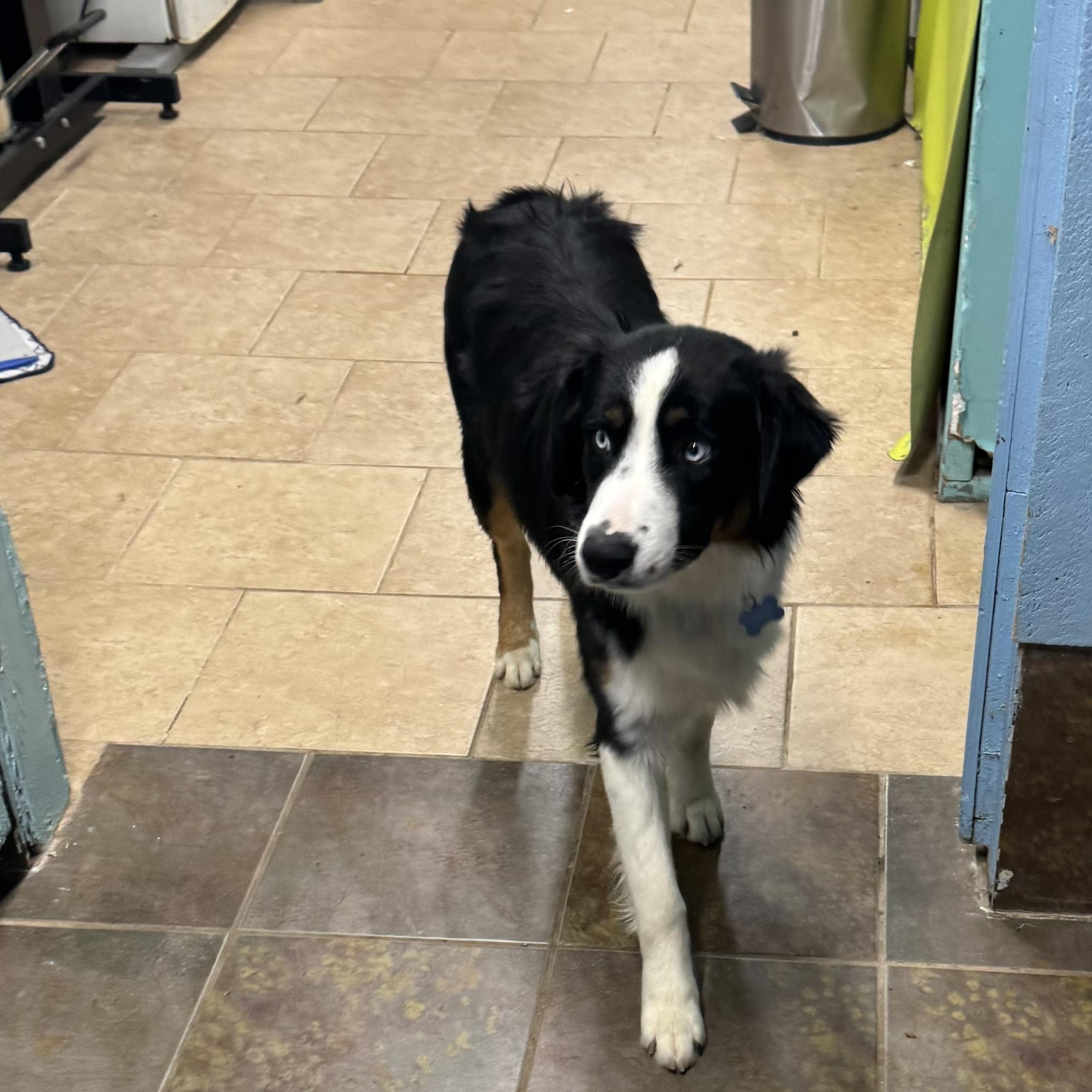 Finnegan, a Adoptable Australian Shepherd in Overland Park, KS image 4/6