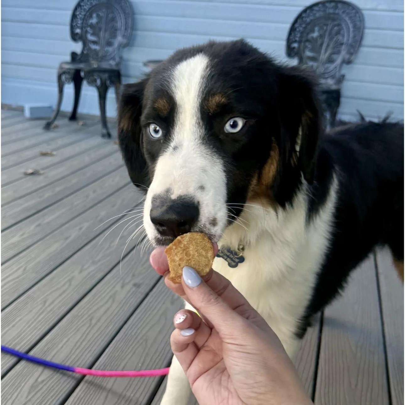 Finnegan, a Adoptable Australian Shepherd in Overland Park, KS image 6/6