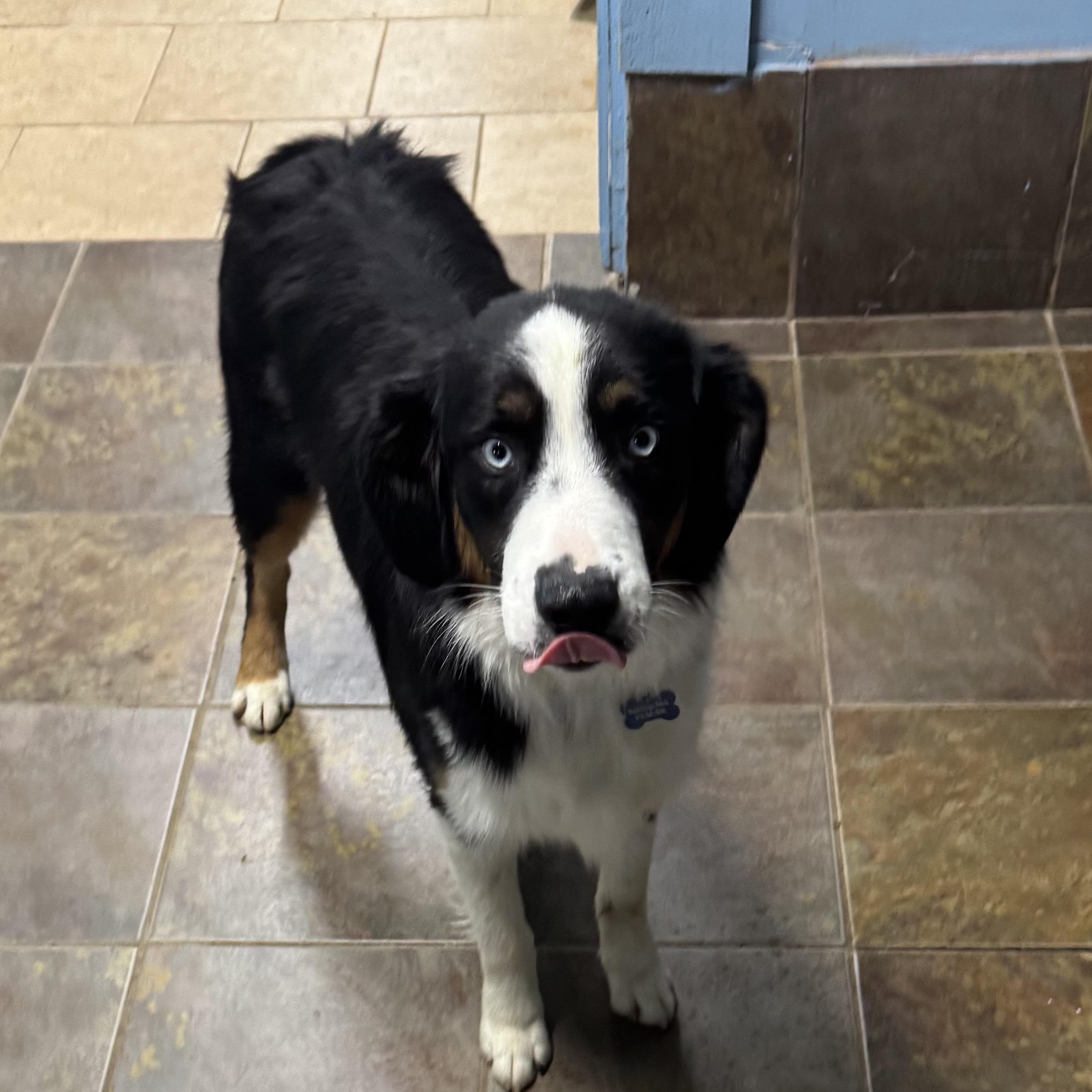Finnegan, a Adoptable Australian Shepherd in Overland Park, KS image 2/6