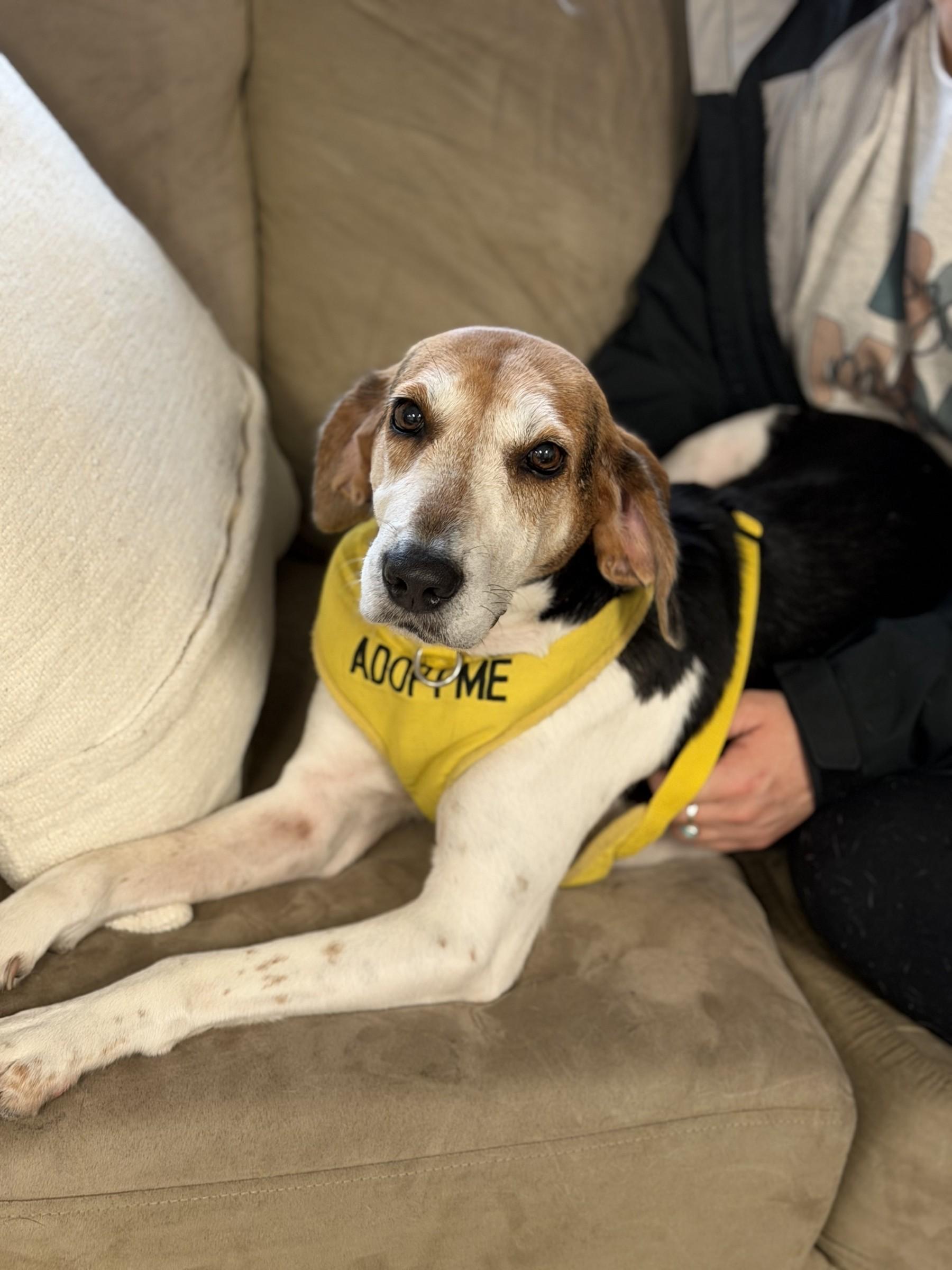 Daffodil, Adoptable, Senior Female Hound.