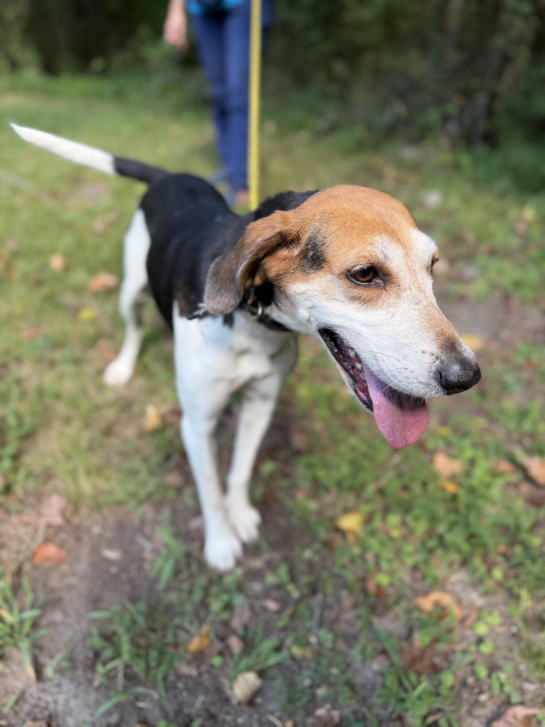Enlarge Daffodil, a Adoptable Hound in Petersburg, VA image 6/6
