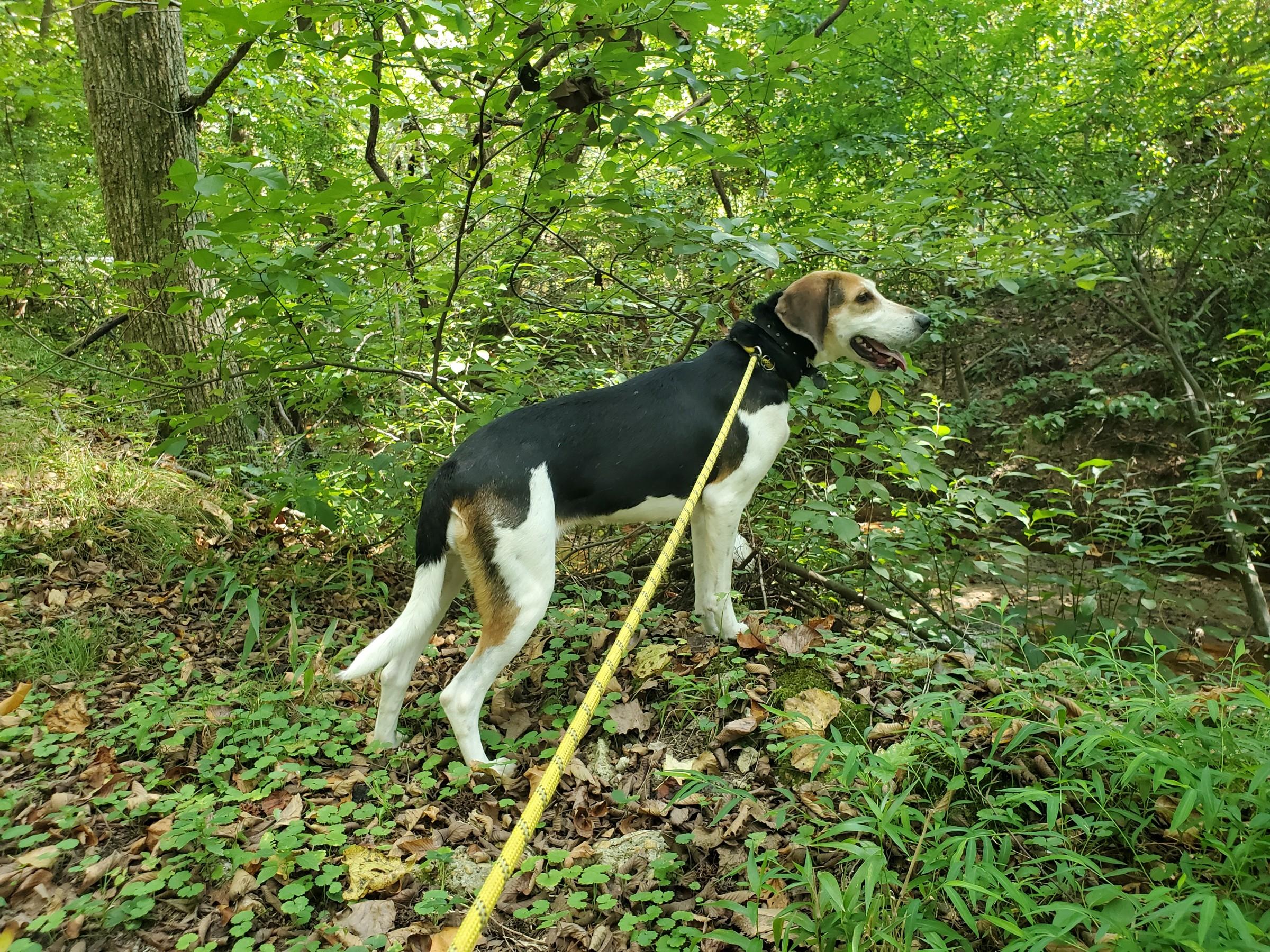 Enlarge Daffodil, a Adoptable Hound in Petersburg, VA image 2/6