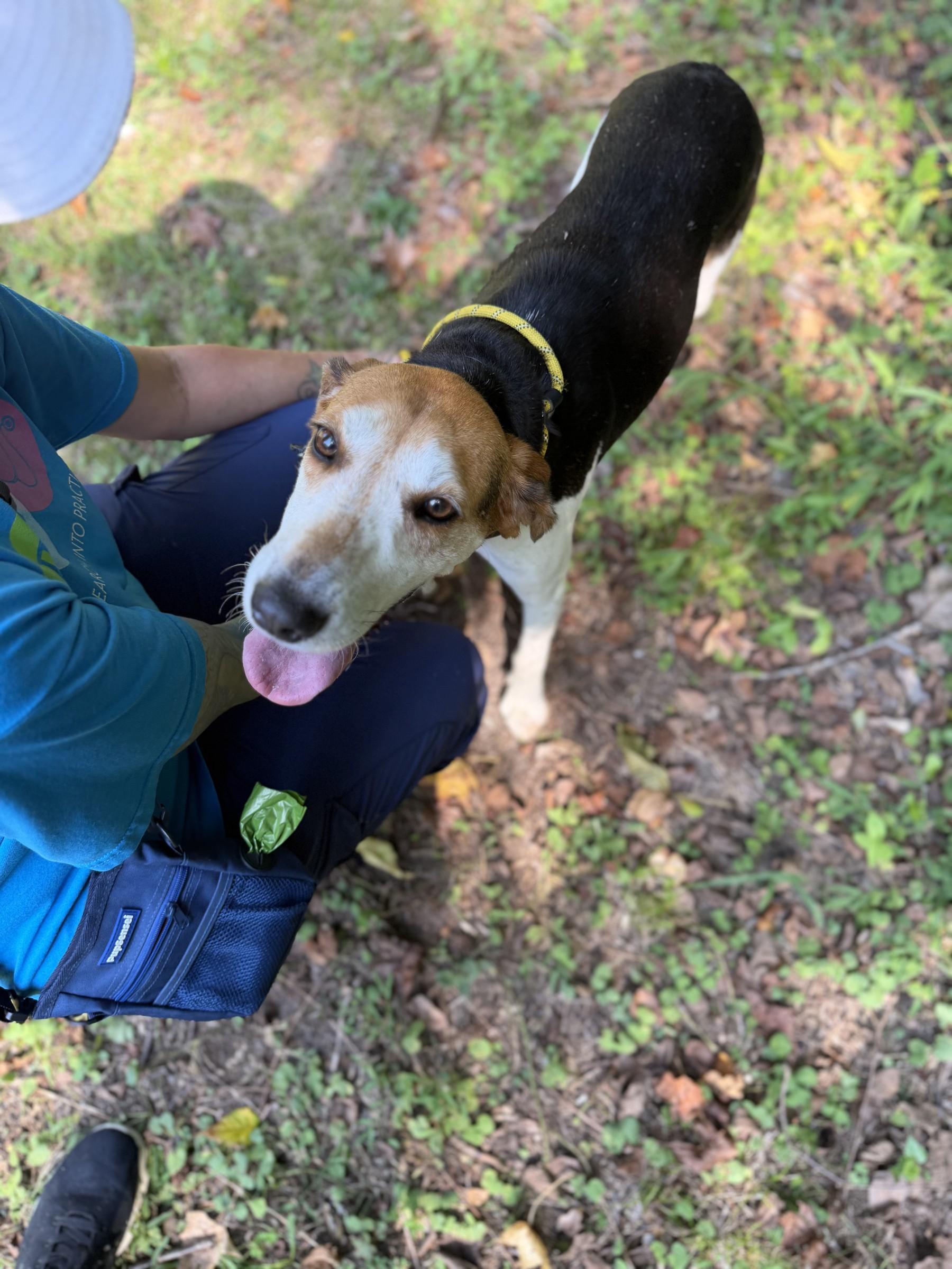 Enlarge Daffodil, a Adoptable Hound in Petersburg, VA image 3/6