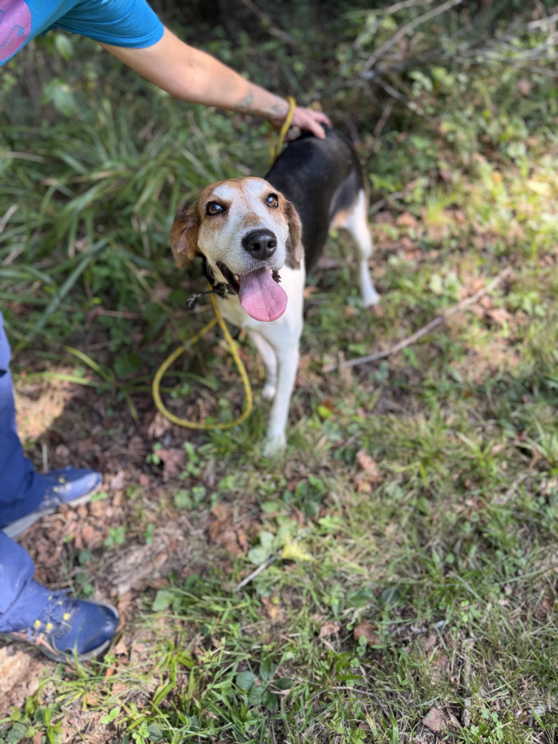 Enlarge Daffodil, a Adoptable Hound in Petersburg, VA image 4/6