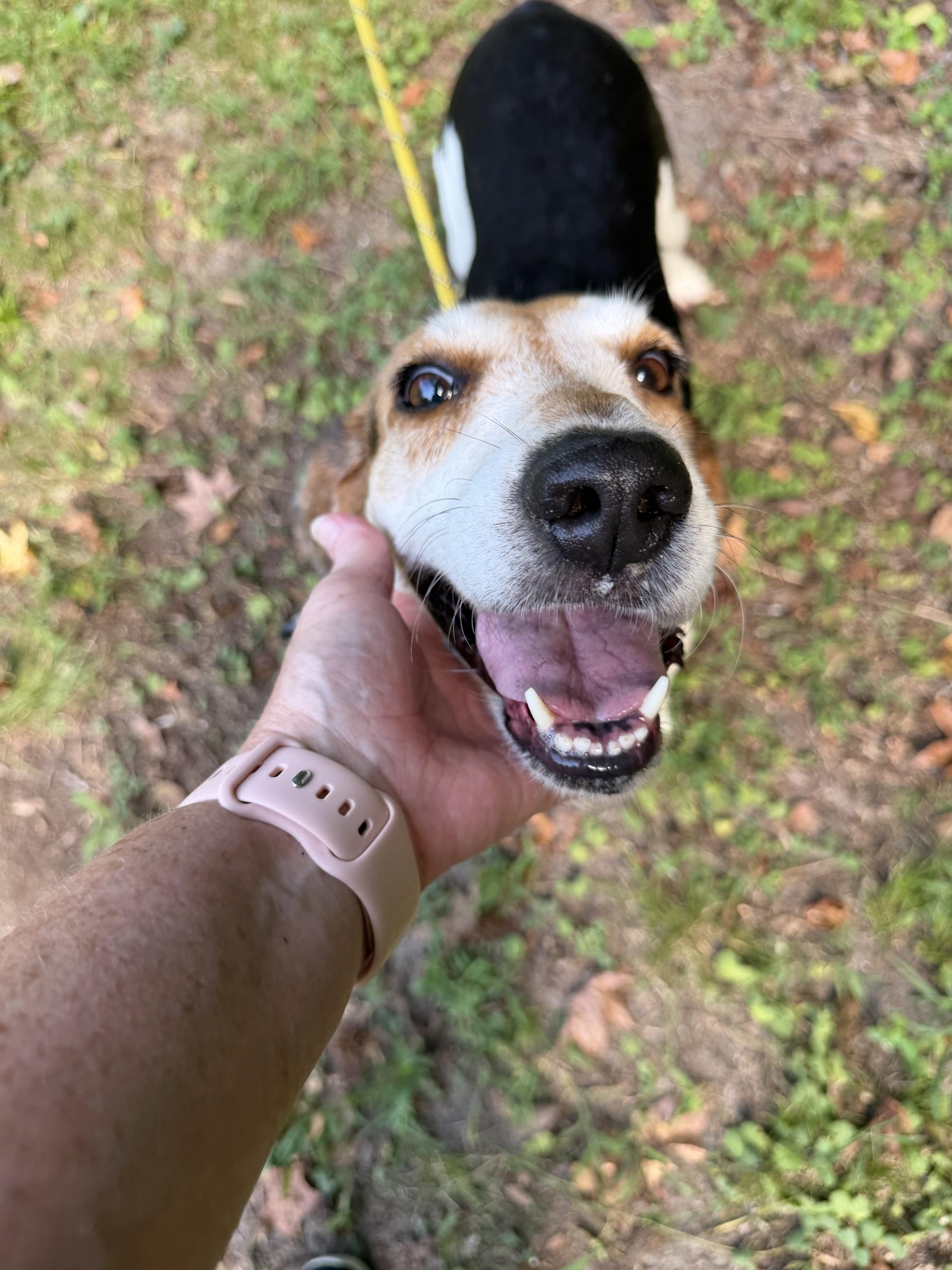 Enlarge Daffodil, a Adoptable Hound in Petersburg, VA image 5/6