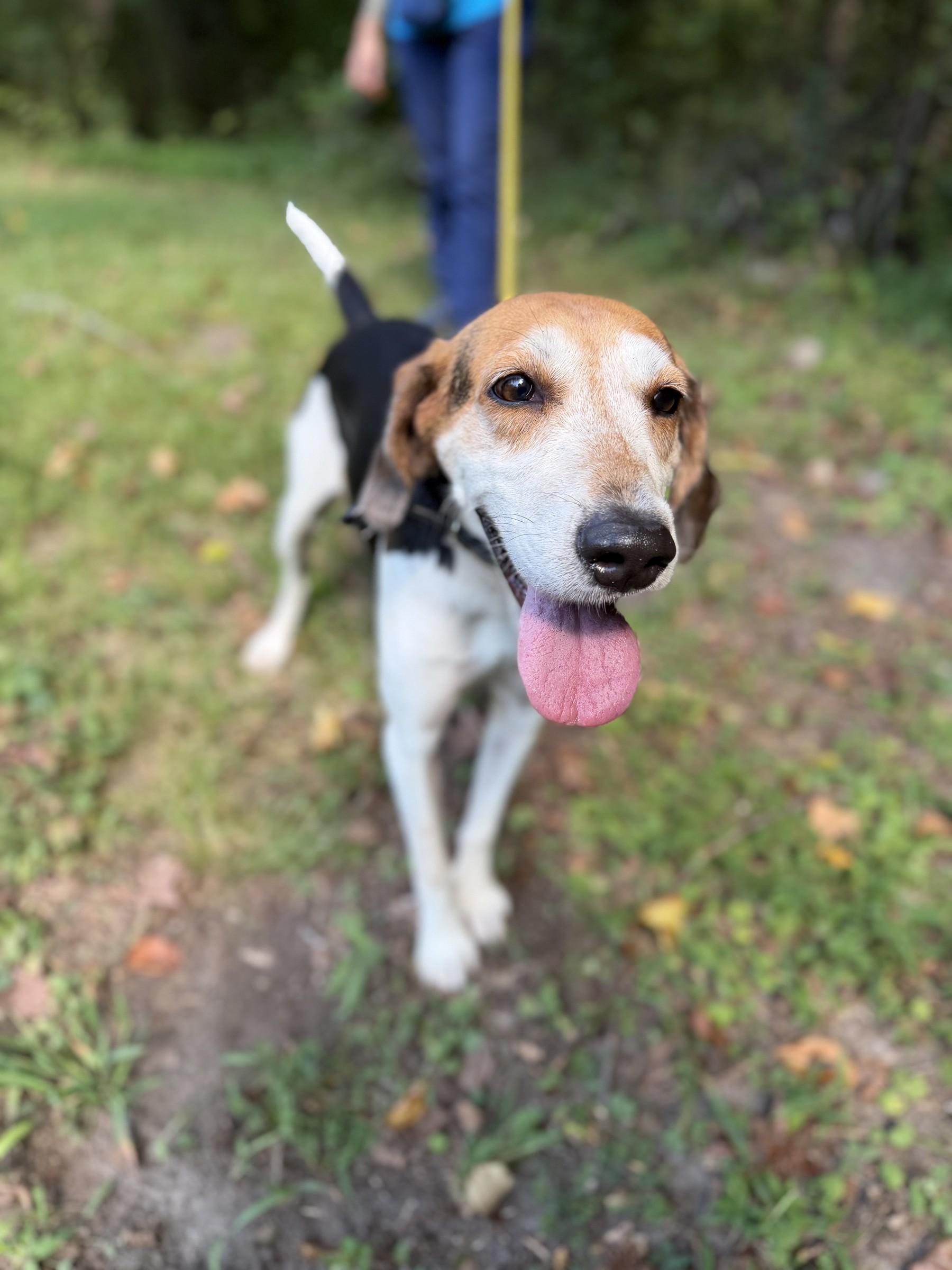 Daffodil, Adoptable, Senior Female Hound.