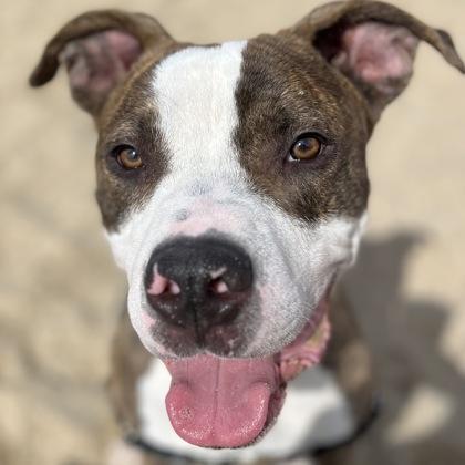 Enlarge Scoobs, a Adoptable mixed breed in Janesville, WI image 3/3