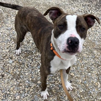 Enlarge Scoobs, a Adoptable mixed breed in Janesville, WI image 3/3