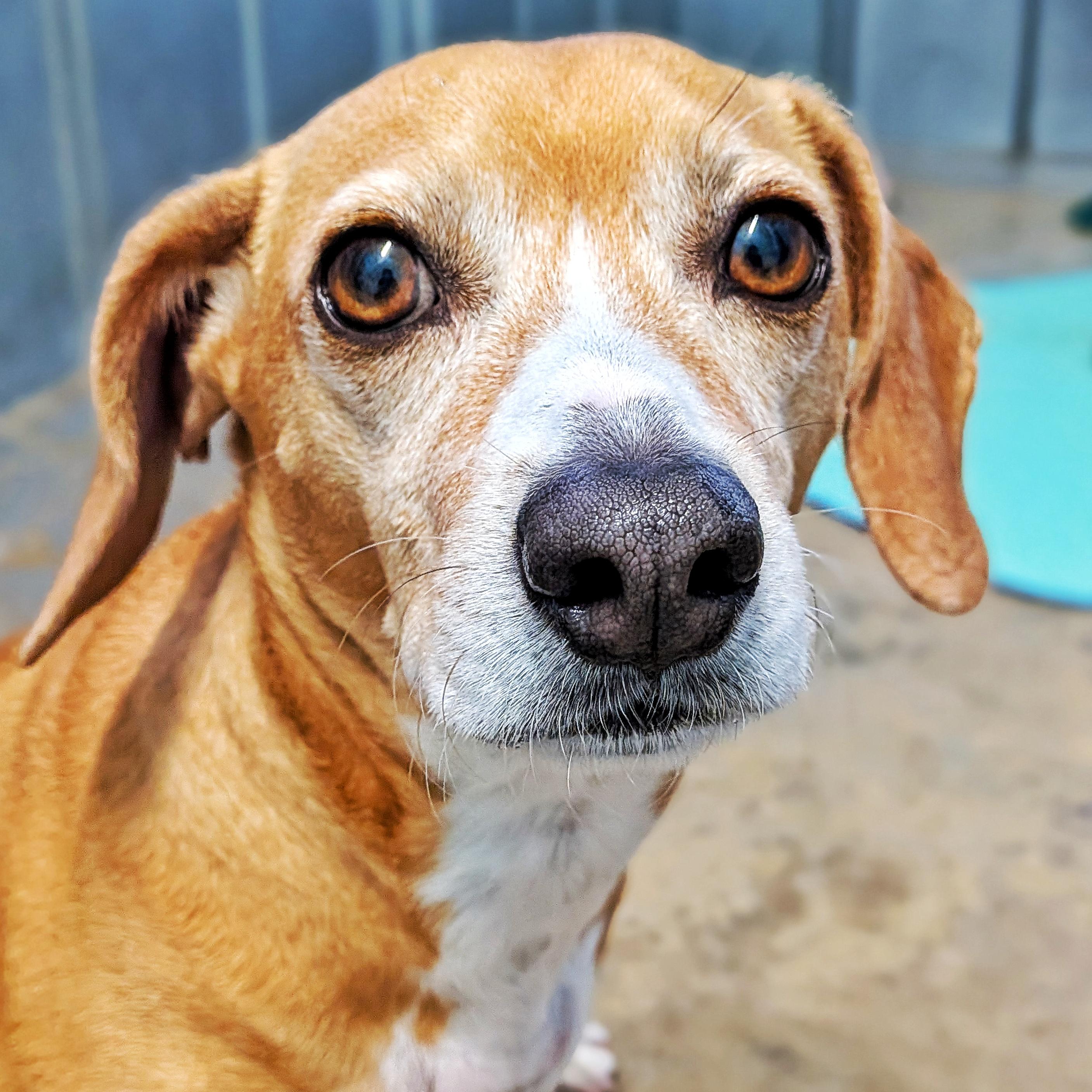 Copper, adoptable, Adult Male Hound.