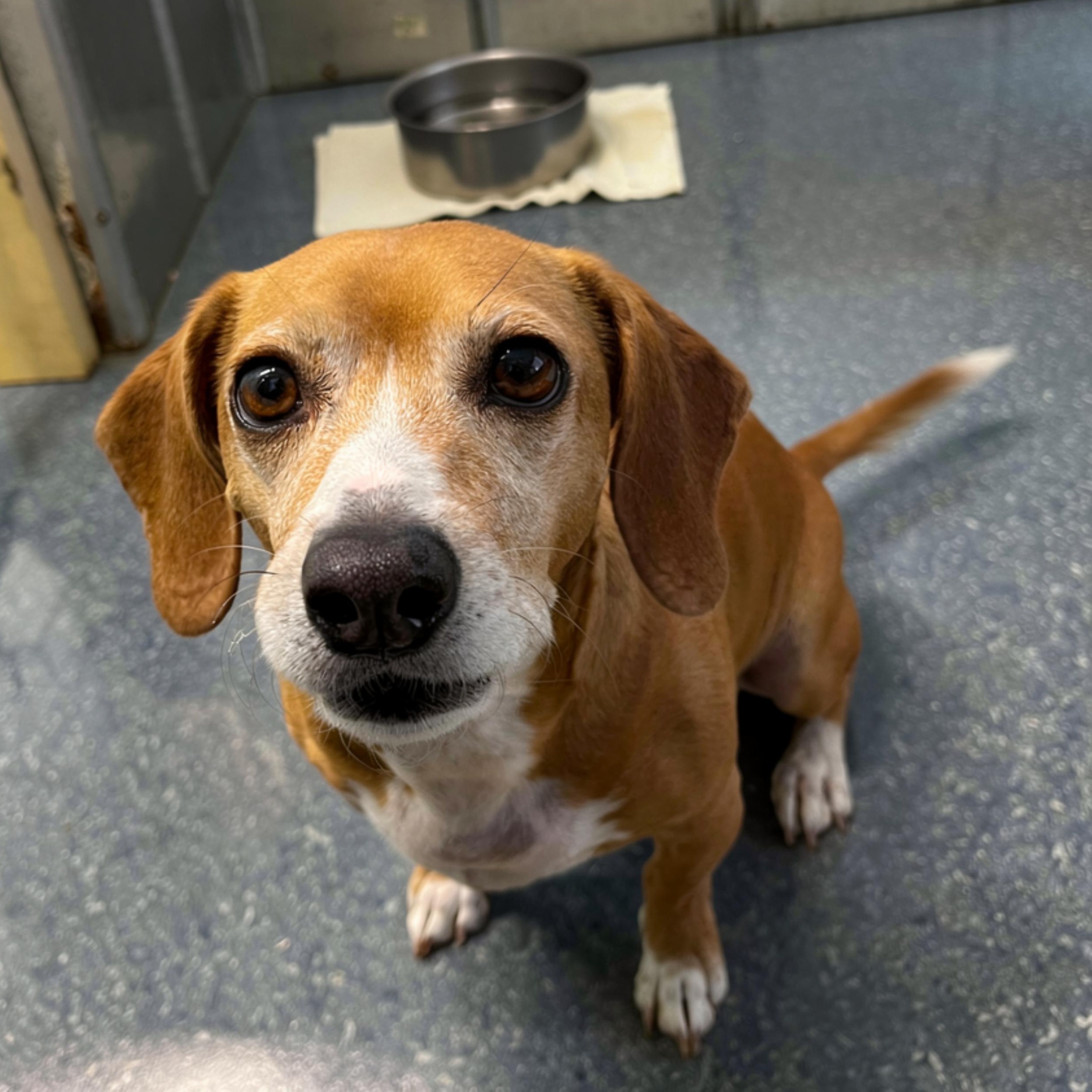 Copper, ADOPTABLE, Adult Male Hound.