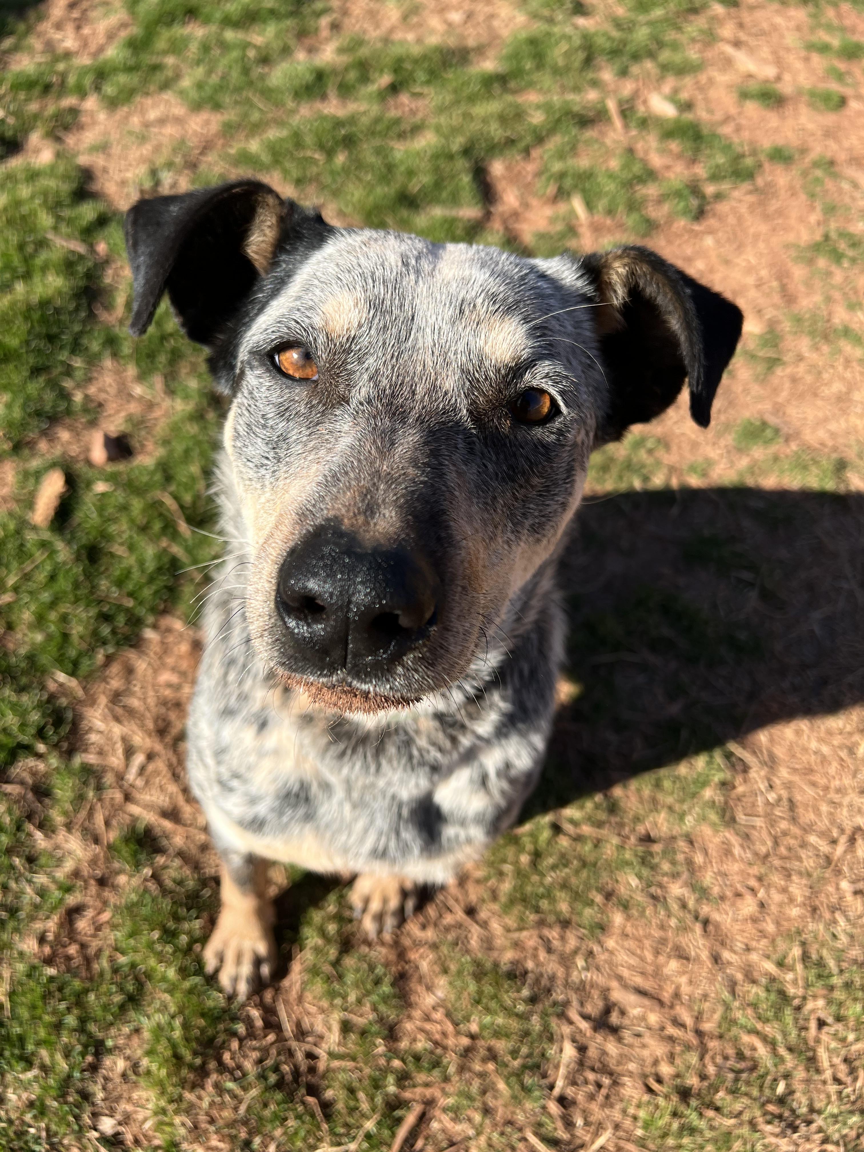 Kacie, Adoptable, Adult Female Australian Cattle Dog / Blue Heeler.