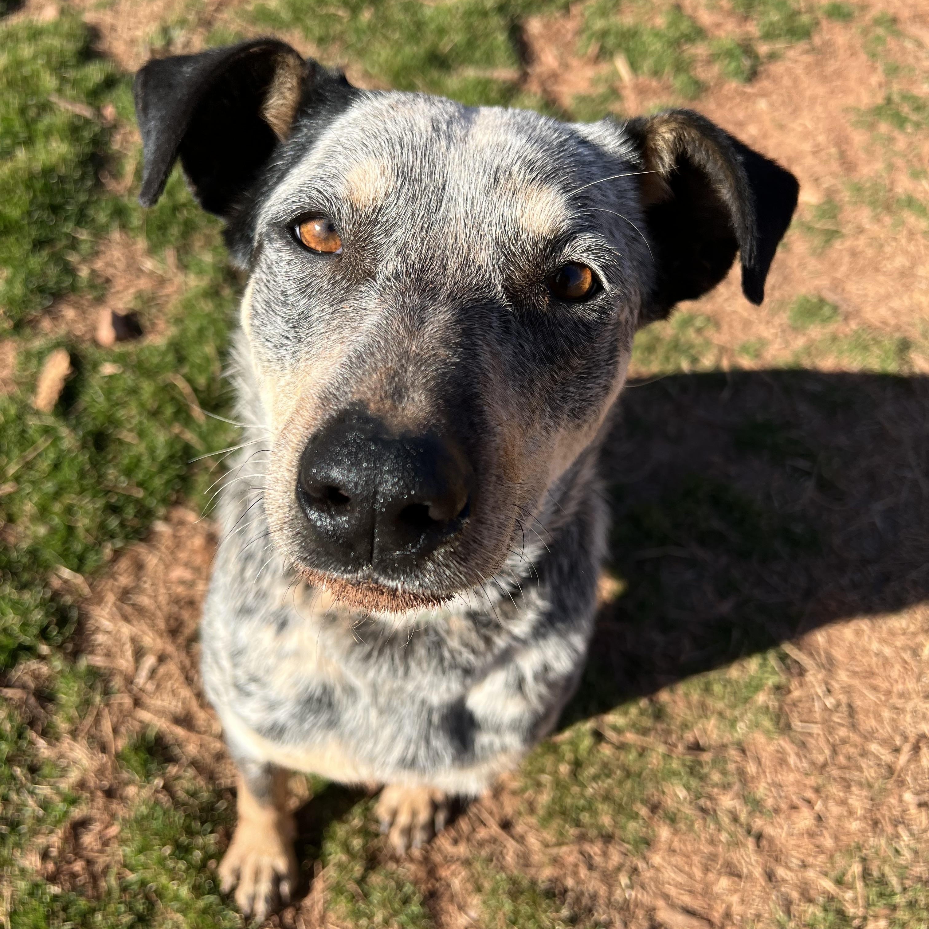 Enlarge Kacie, a Adoptable mixed breed in Chickasha, OK image 1/3