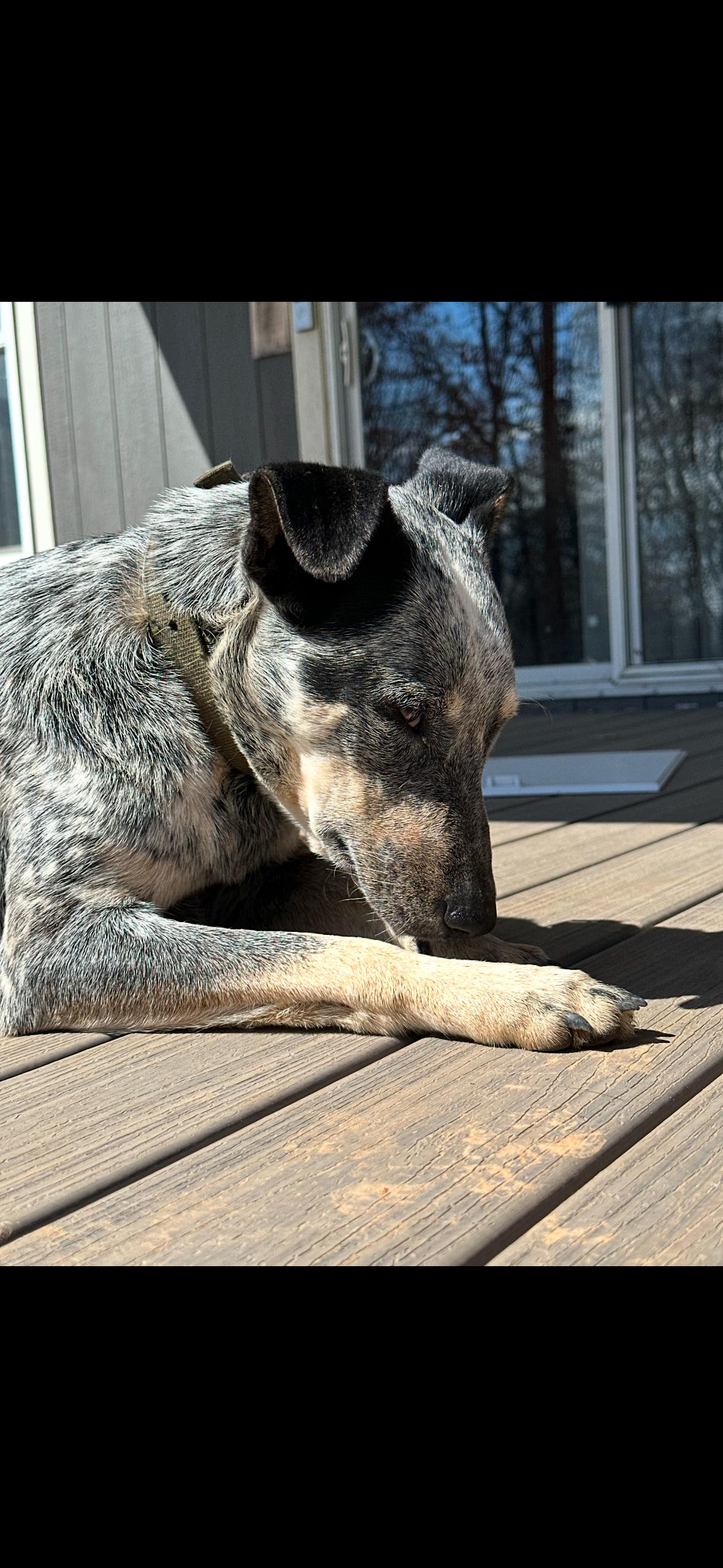 Enlarge Kacie, a Adoptable mixed breed in Chickasha, OK image 2/3