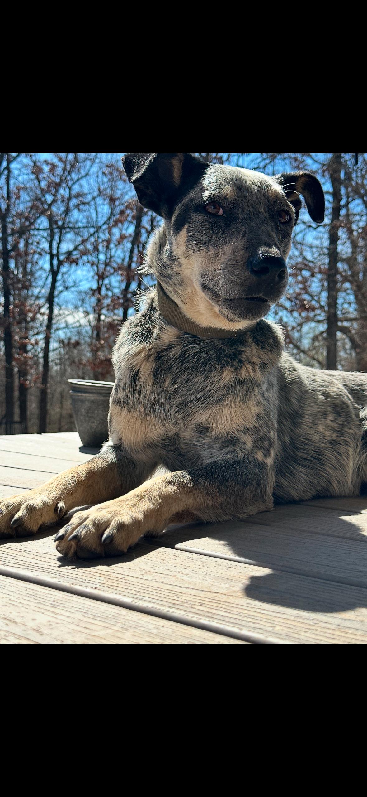 Enlarge Kacie, a Adoptable mixed breed in Chickasha, OK image 3/3