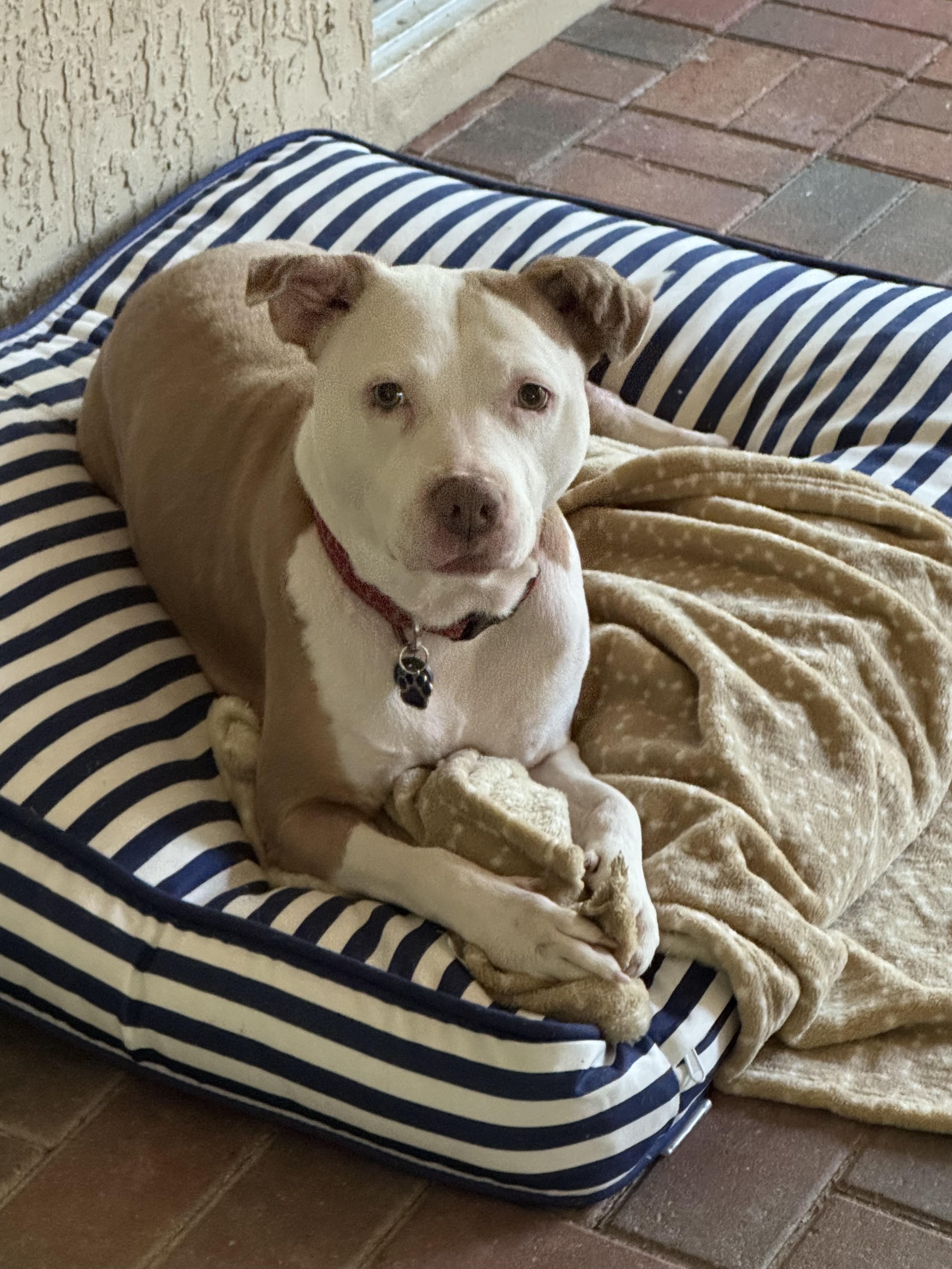 Lily, a Adopted mixed breed in Lakeland, FL image 1/3