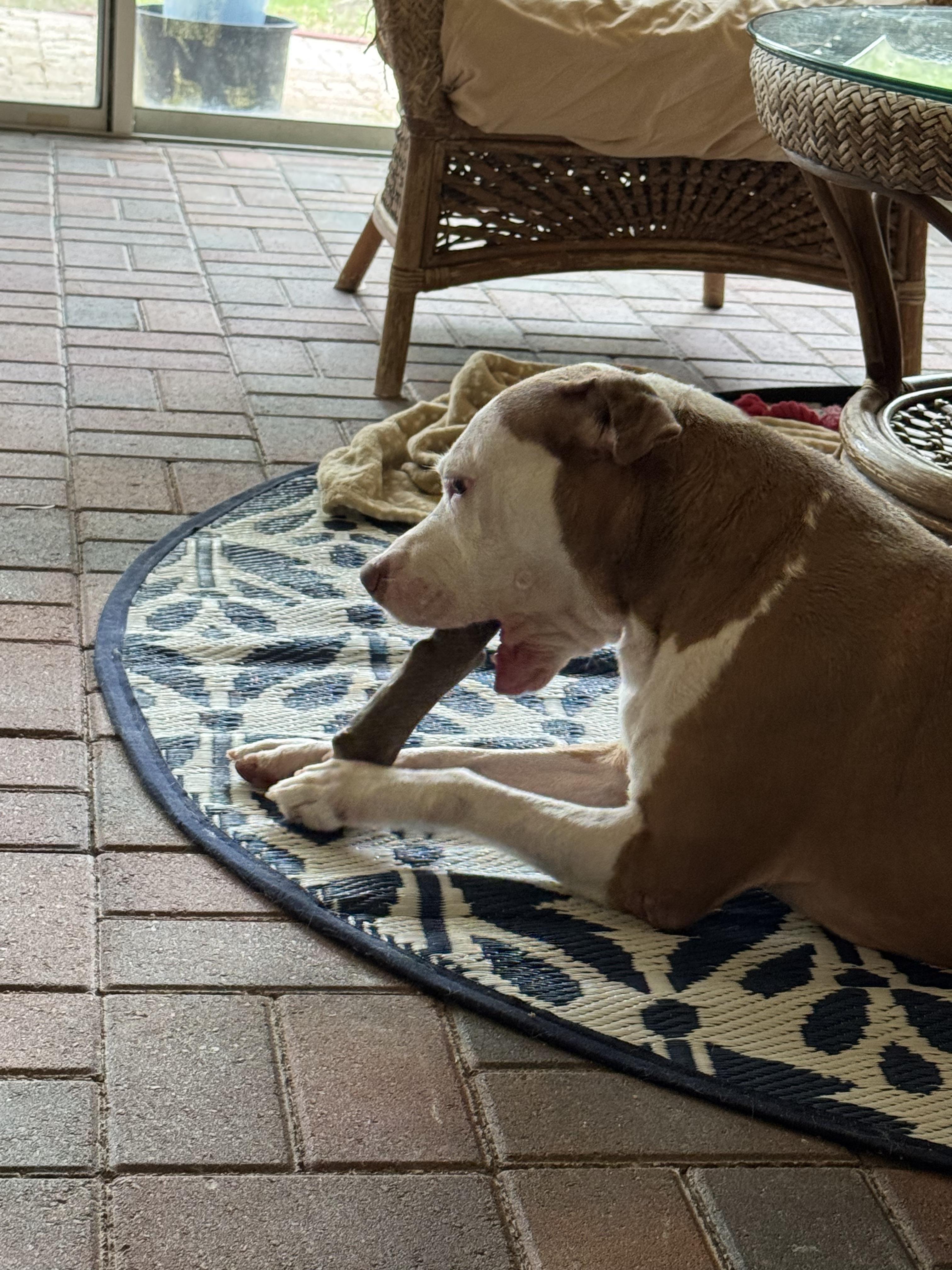 Lily, a Adopted mixed breed in Lakeland, FL image 2/3
