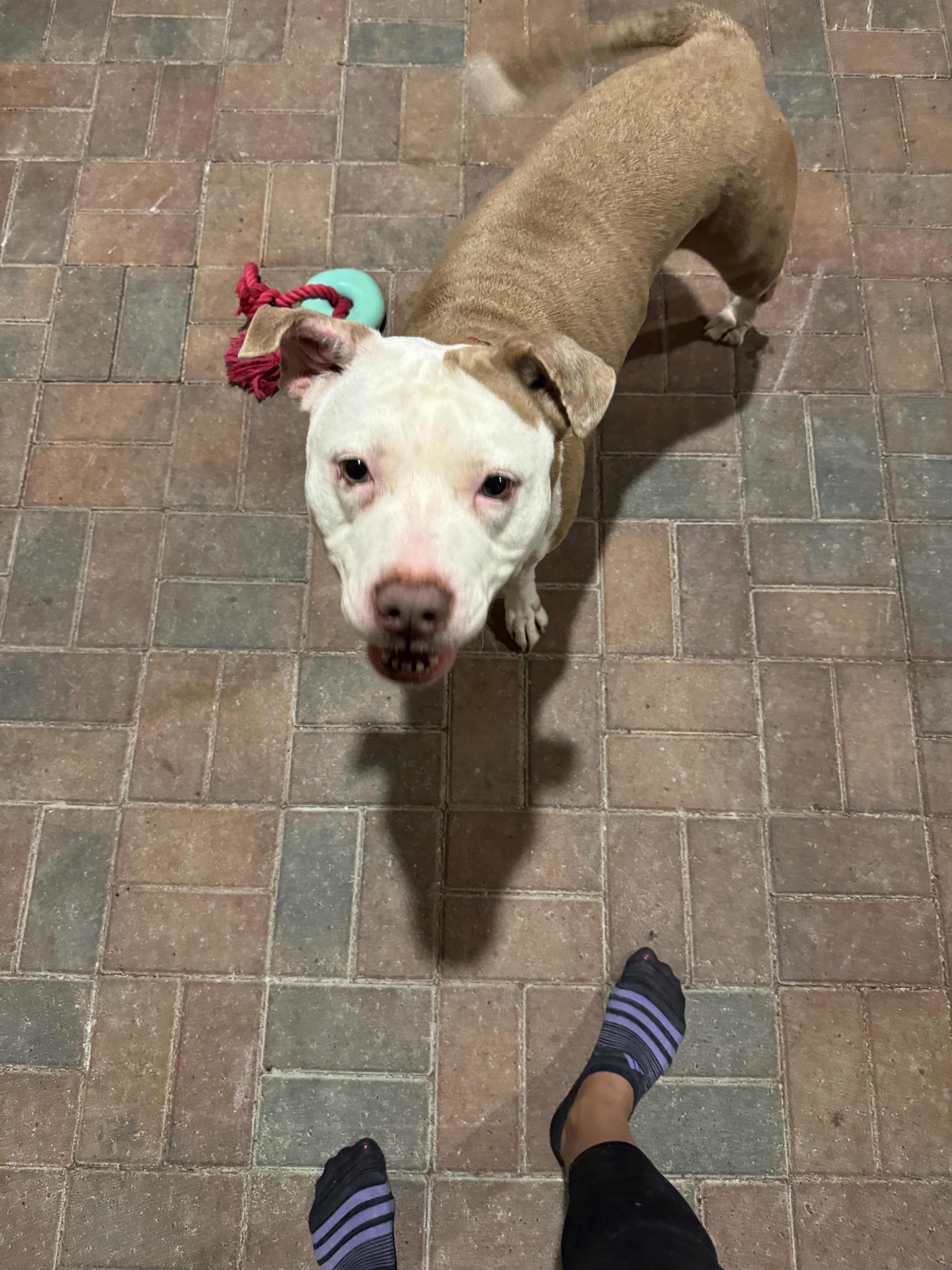 Lily, a Adopted mixed breed in Lakeland, FL image 3/3