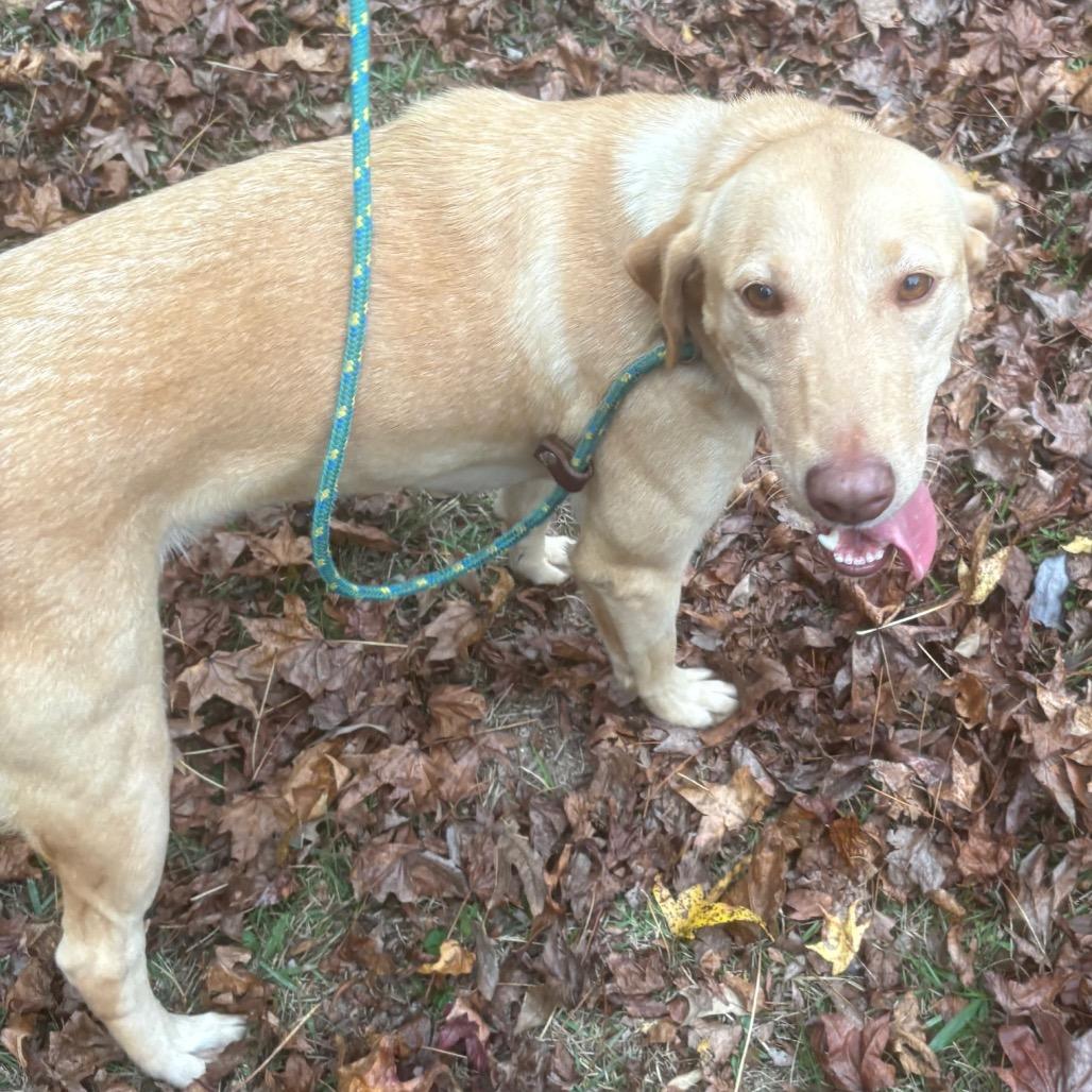 Enlarge Millie, a Adoptable Mixed Breed in Jena, LA image 1/1