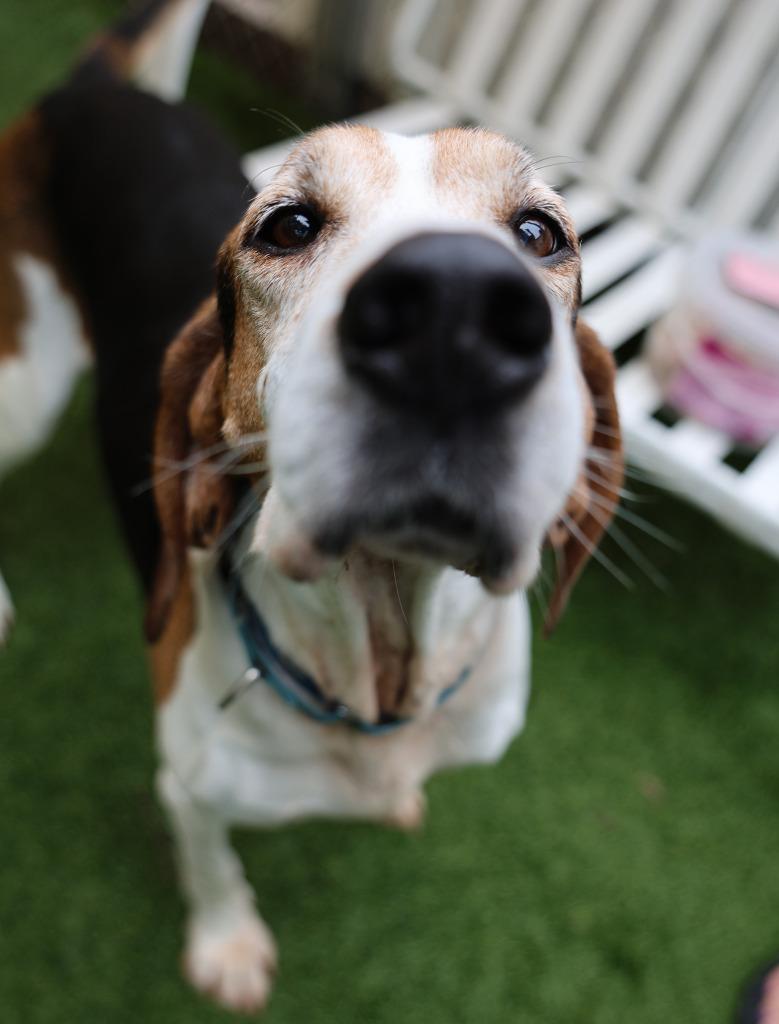 Enlarge Bo, a Adoptable Treeing Walker Coonhound in Sunrise Beach, MO image 1/6